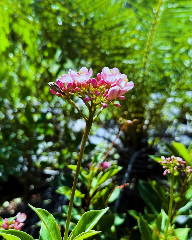 Pink Jatropha | Zugar Growers Nursery | Fort Lauderdale