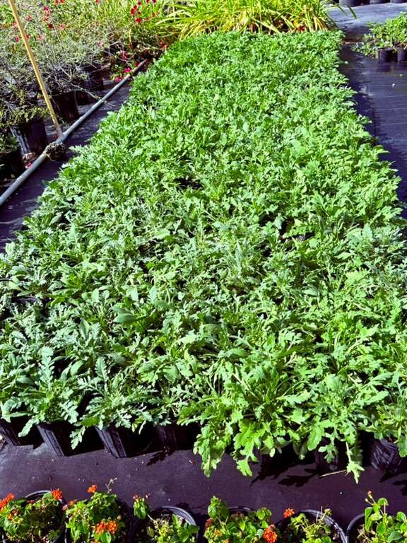 Gaillardia | Zugar Growers Nursery | Fort Lauderdale