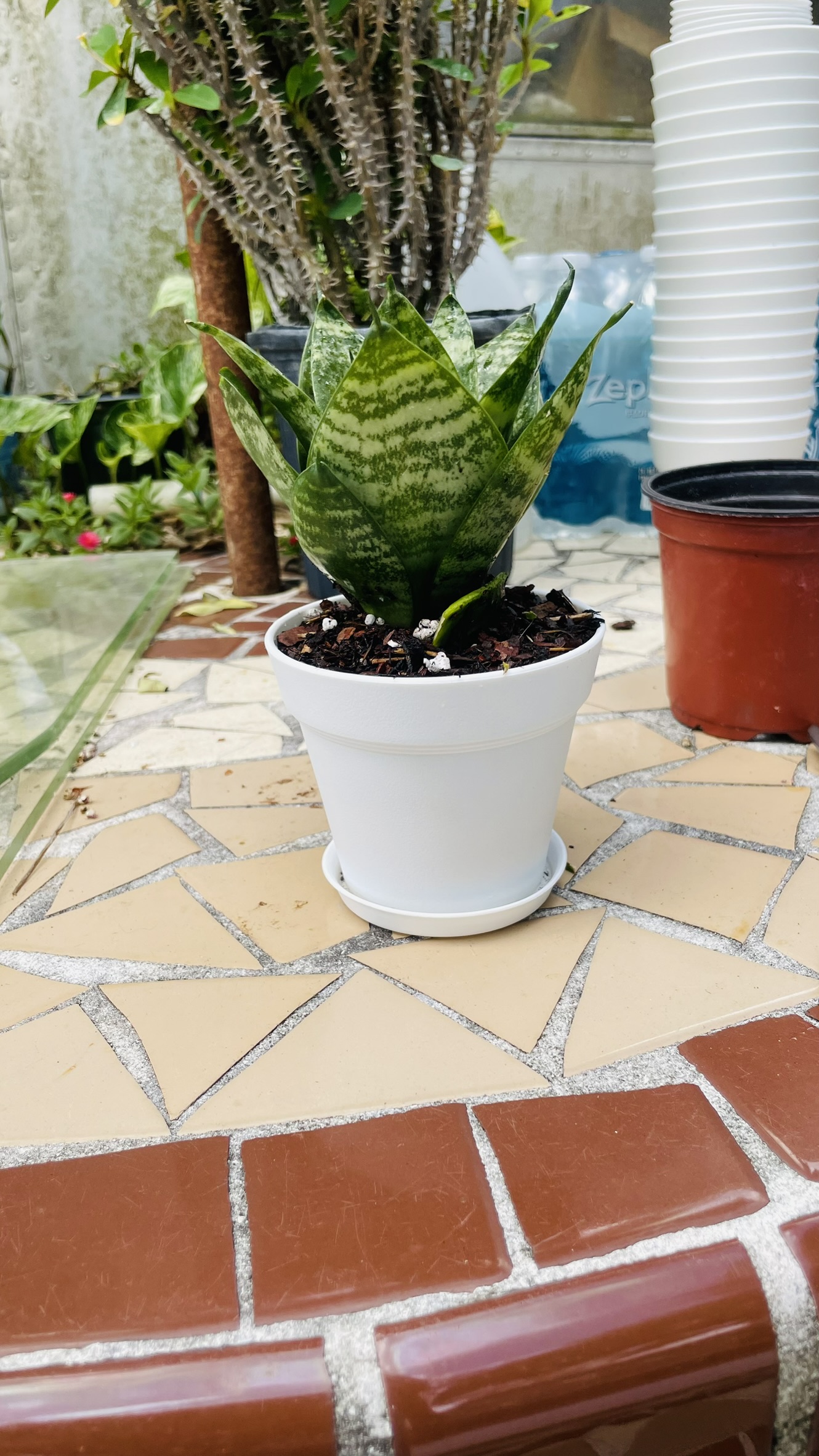 Mini Snake Plant | Zugar Growers Nursery | Fort Lauderdale