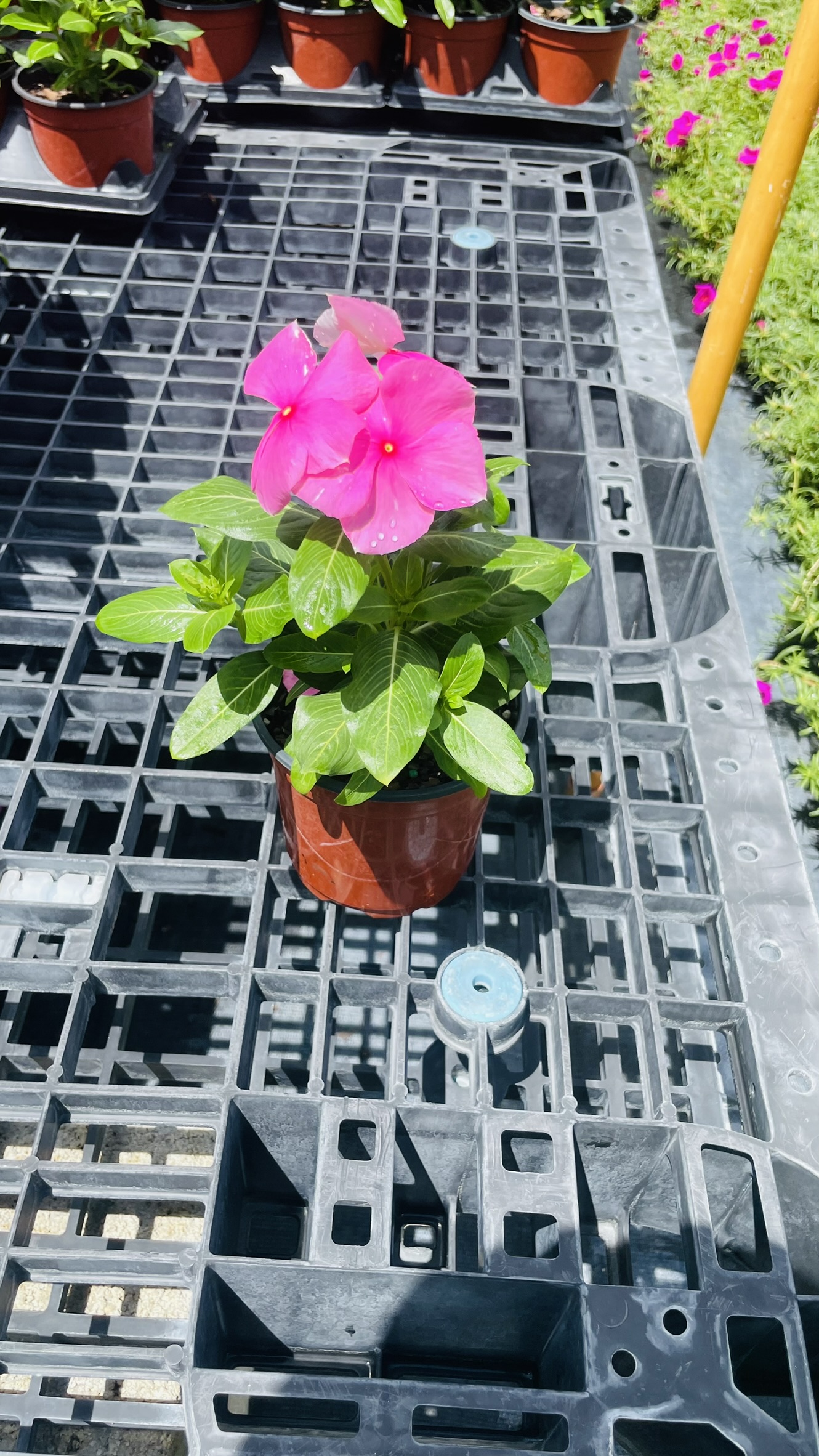 Vinca | Zugar Growers Nursery | Fort Lauderdale