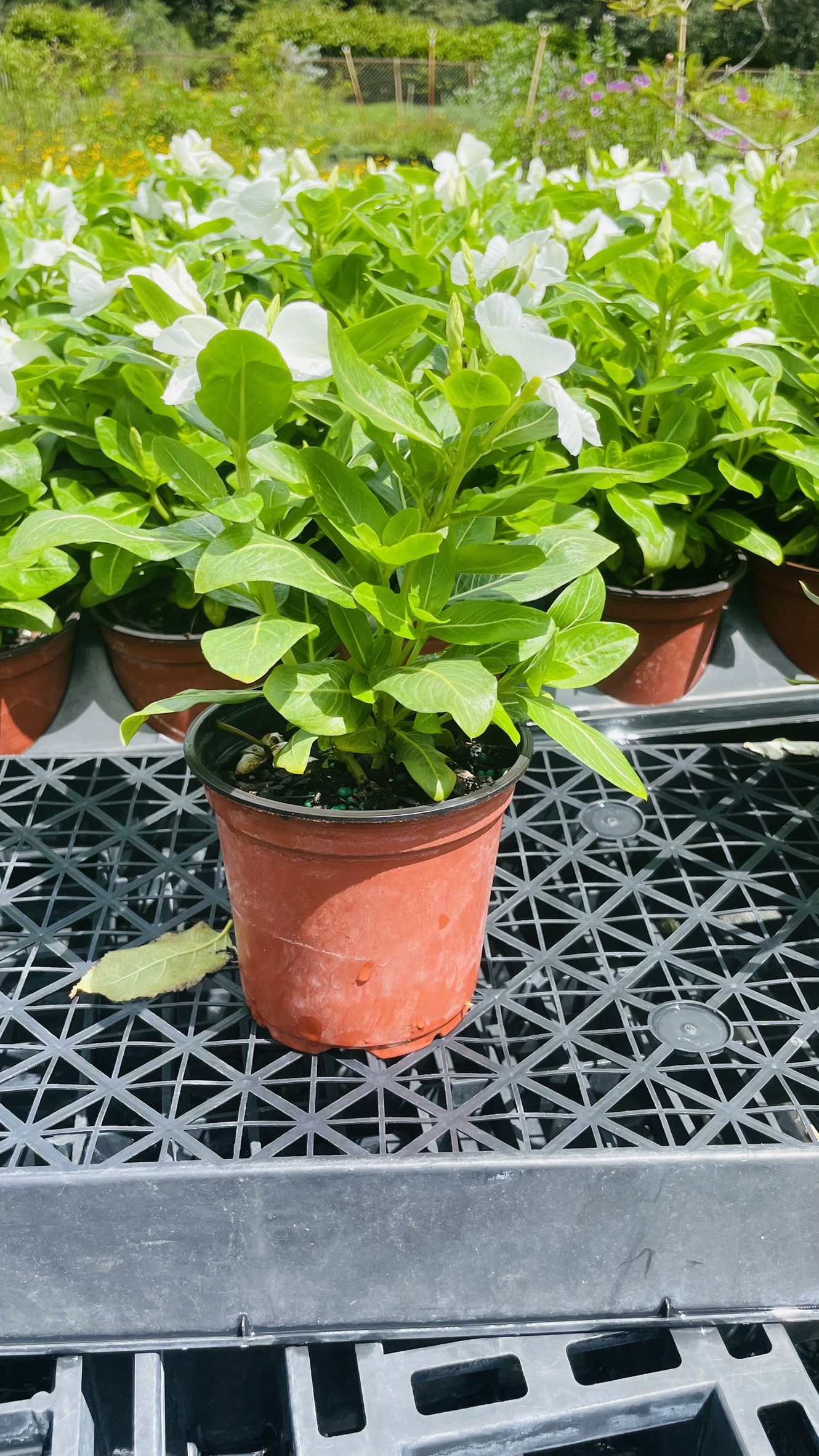 Vinca | Zugar Growers Nursery | Fort Lauderdale