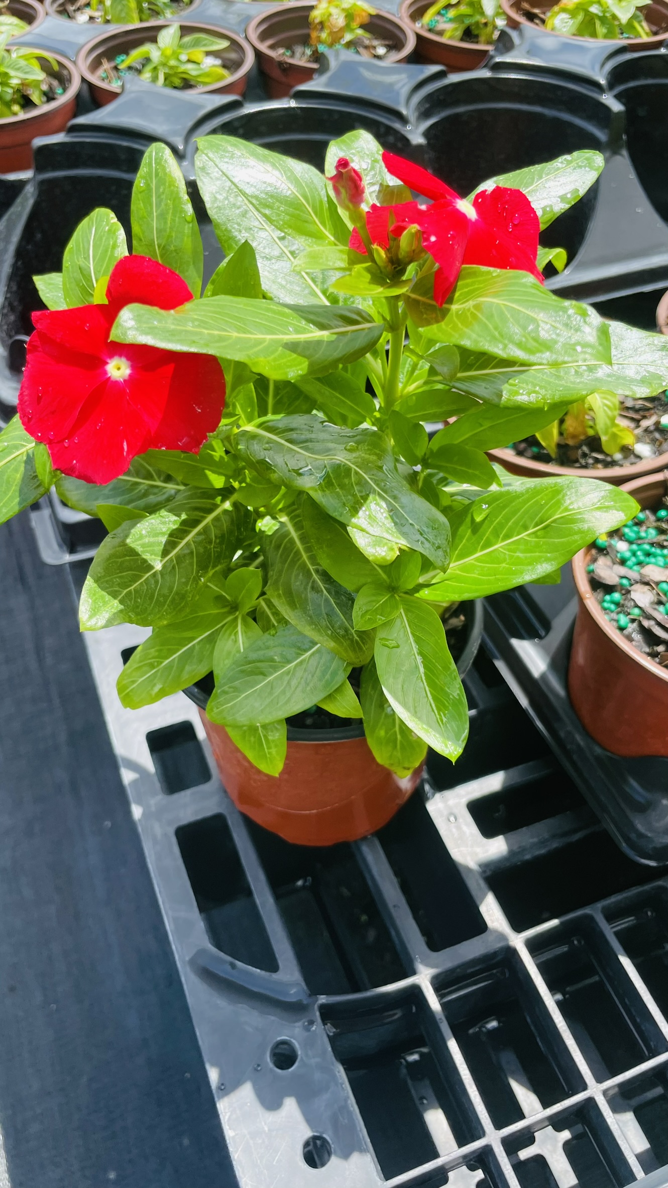 Vinca | Zugar Growers Nursery | Fort Lauderdale