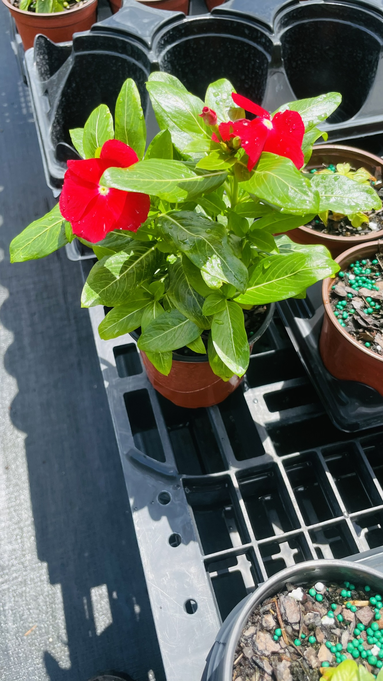 Vinca | Zugar Growers Nursery | Fort Lauderdale