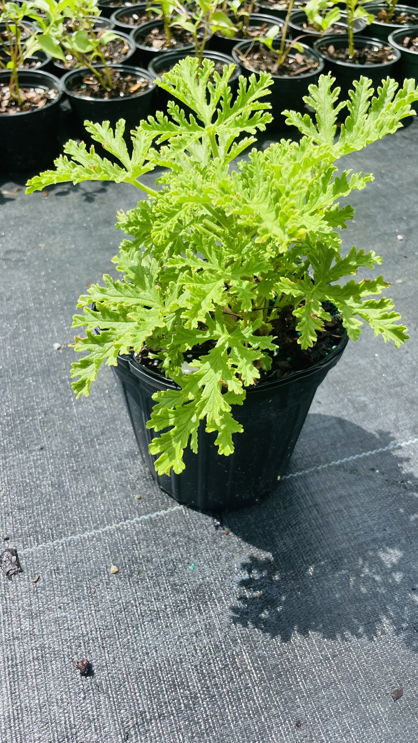 Citronlea | Zugar Growers Nursery | Fort Lauderdale