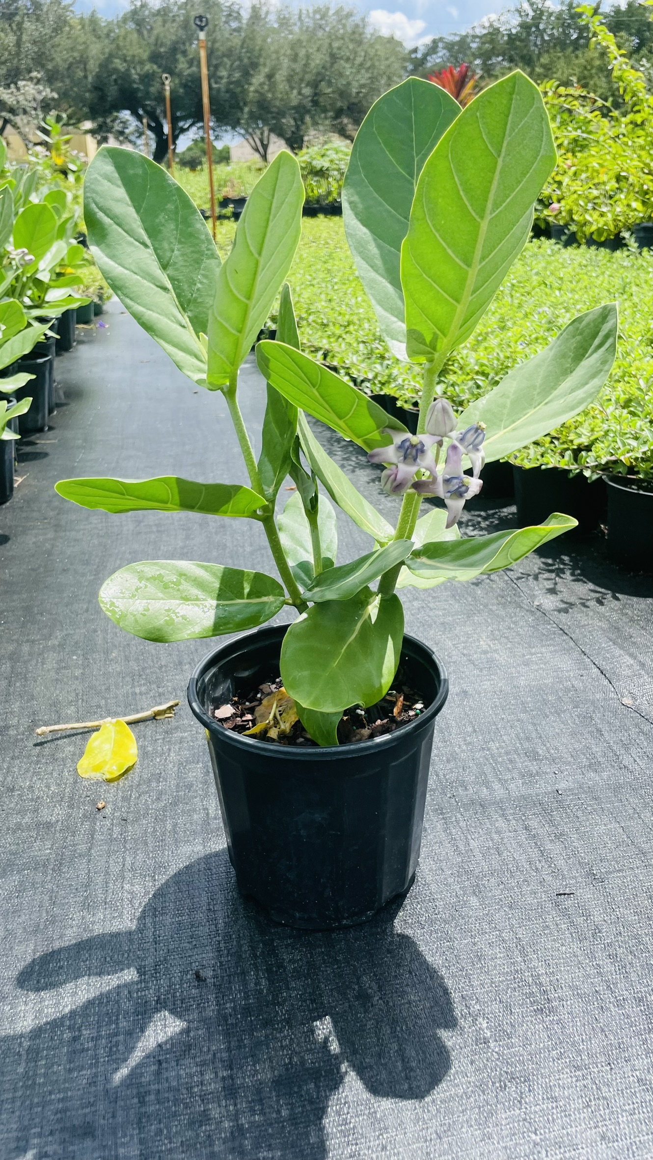 Giant Milkweed | Zugar Growers Nursery | Fort Lauderdale