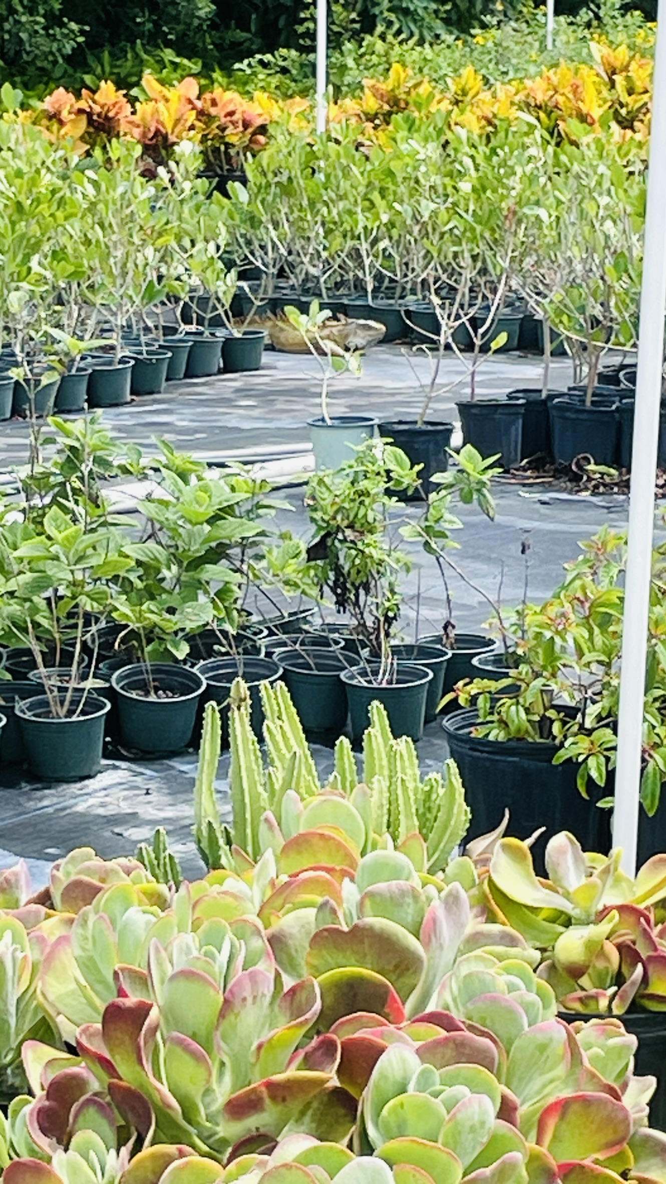Iguana | Zugar Growers Nursery | Fort Lauderdale