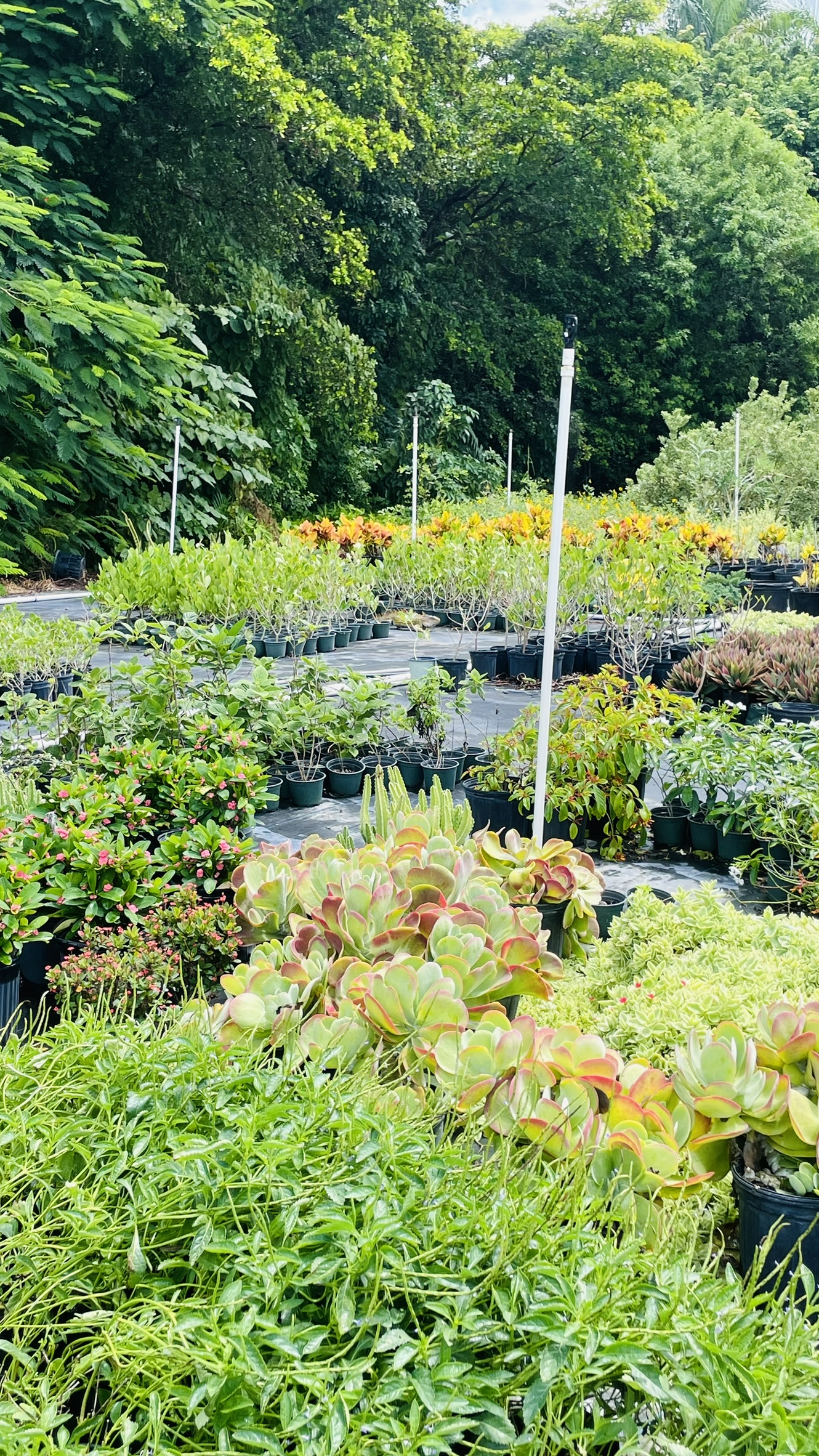 Zugar Growers Nursery | Fort Lauderdale