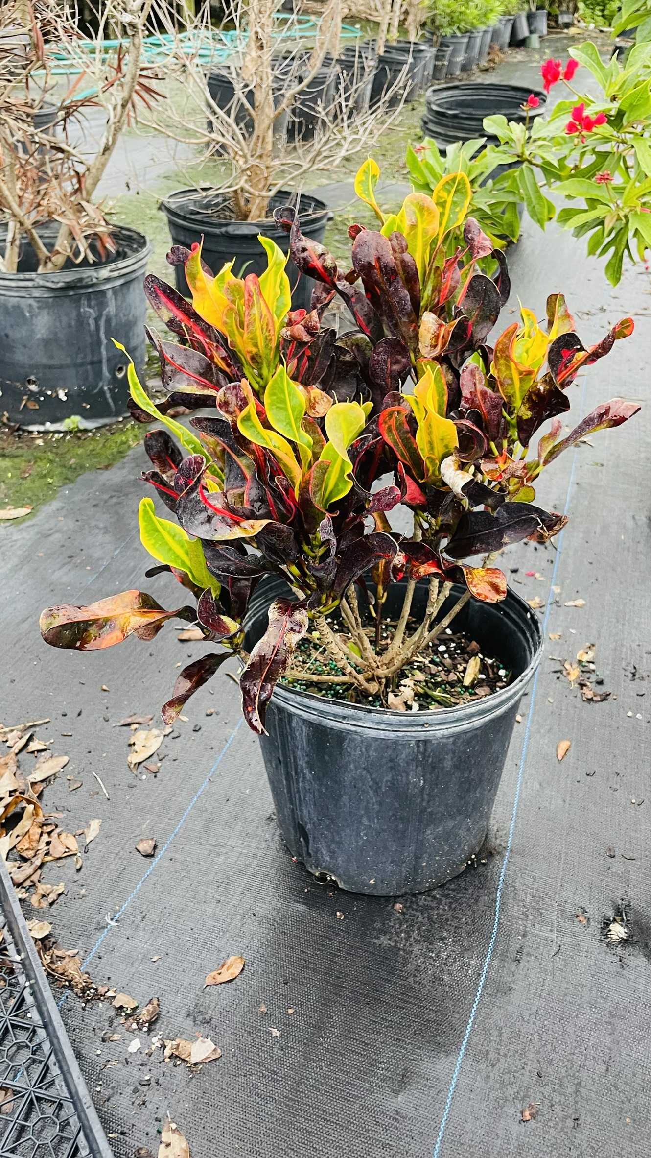 Croton Mammy | Zugar Growers Nursery | Fort Lauderdale