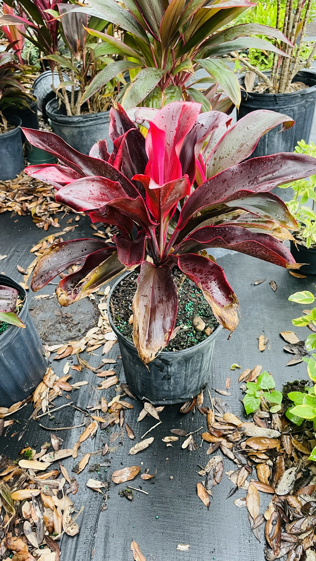 Zugar Growers Nursery | Fort Lauderdale