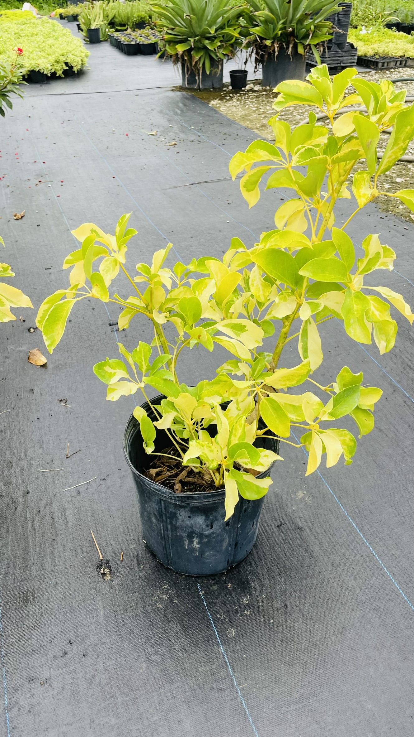 Zugar Growers Nursery | Fort Lauderdale