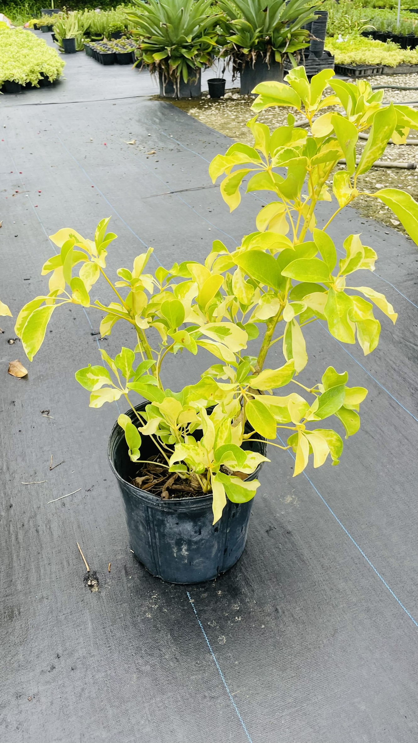 Zugar Growers Nursery | Fort Lauderdale