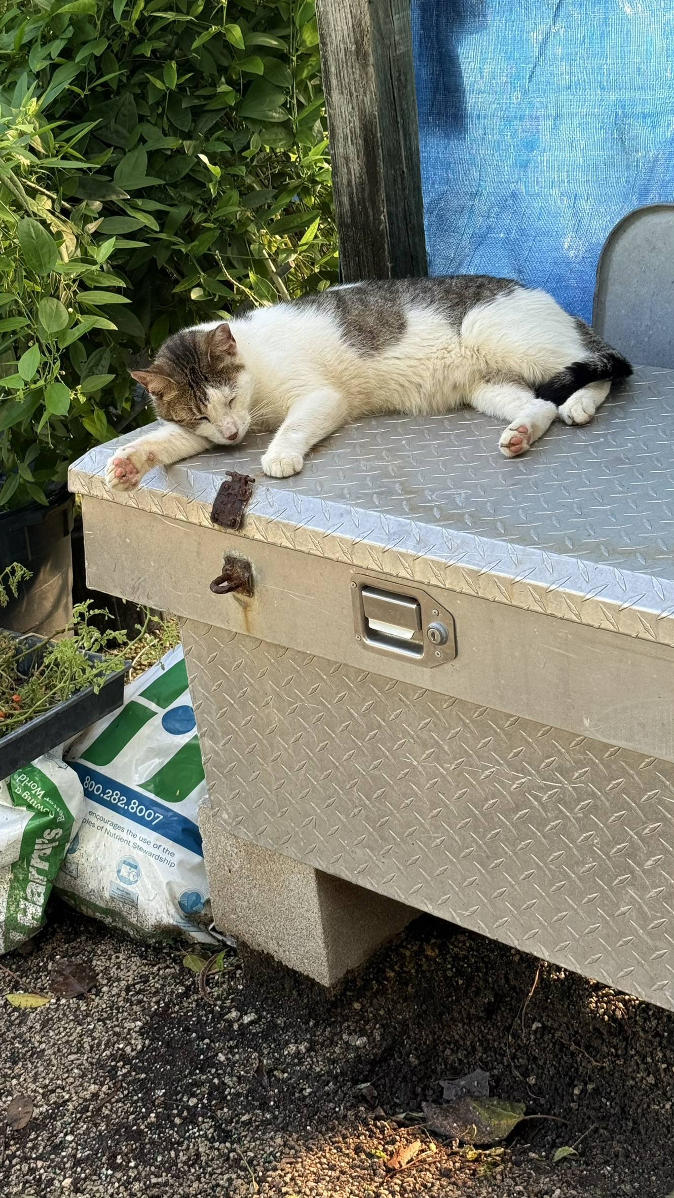 Cat | Zugar Growers Nursery | Fort Lauderdale
