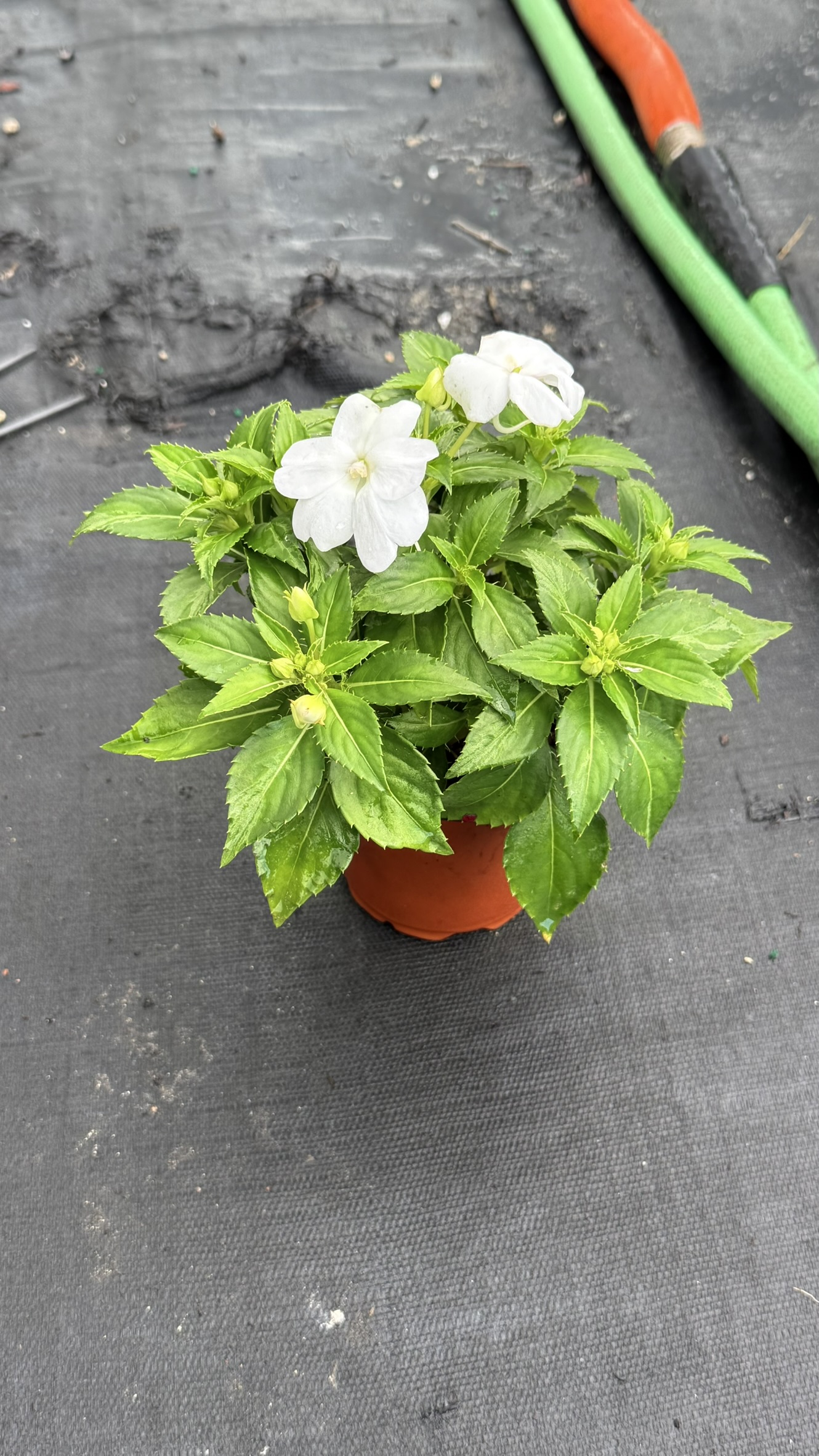Vinca | Zugar Growers Nursery | Fort Lauderdale
