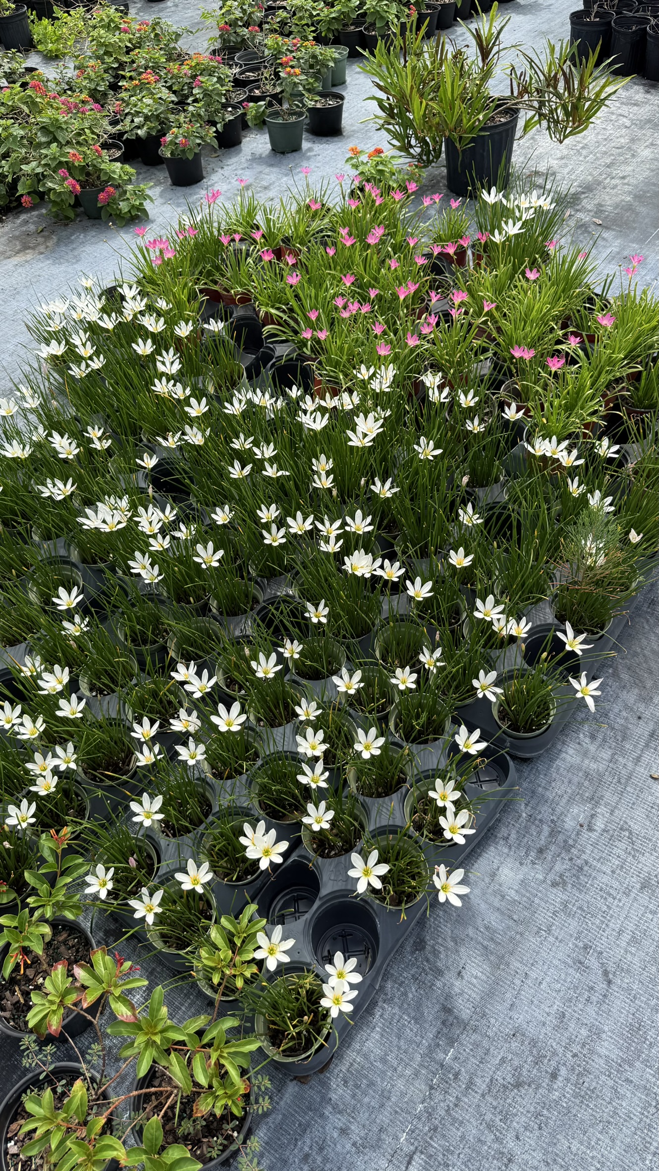 Rain Lillies | Zugar Growers Nursery | Fort Lauderdale