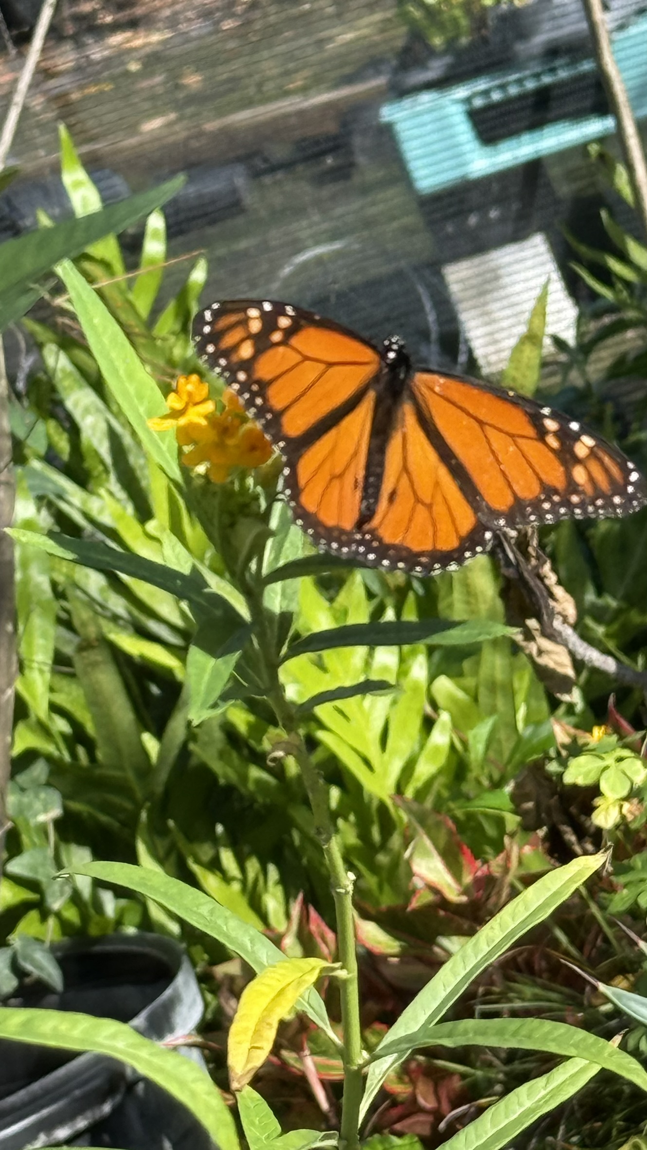 Butterfly | Zugar Growers Nursery | Fort Lauderdale