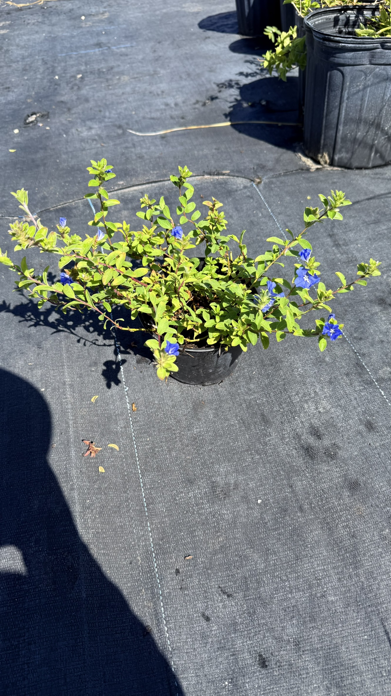 Blue Daze | Zugar Growers Nursery | Fort Lauderdale