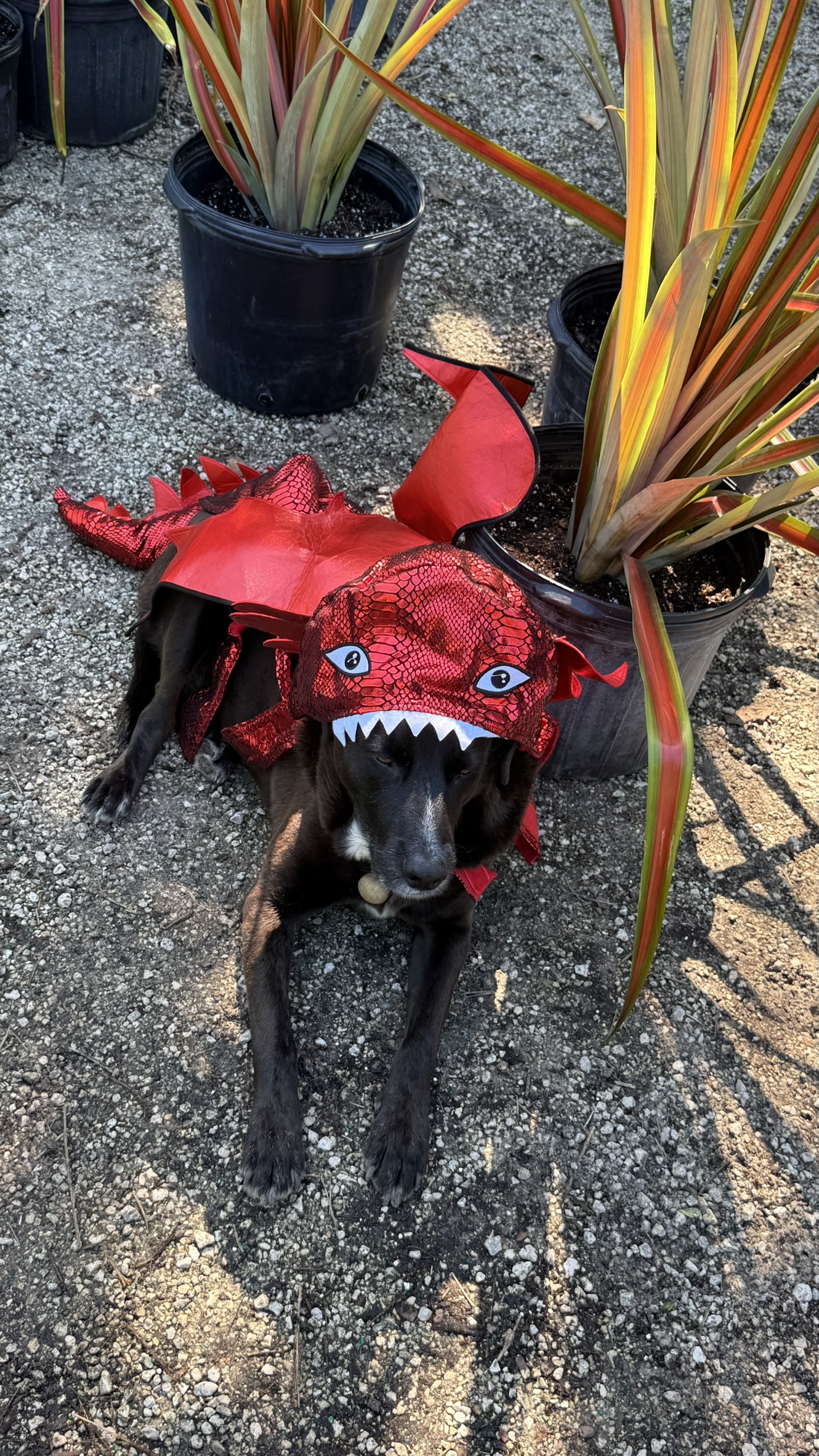 Dog | Halloween | Zugar Growers Nursery | Fort Lauderdale