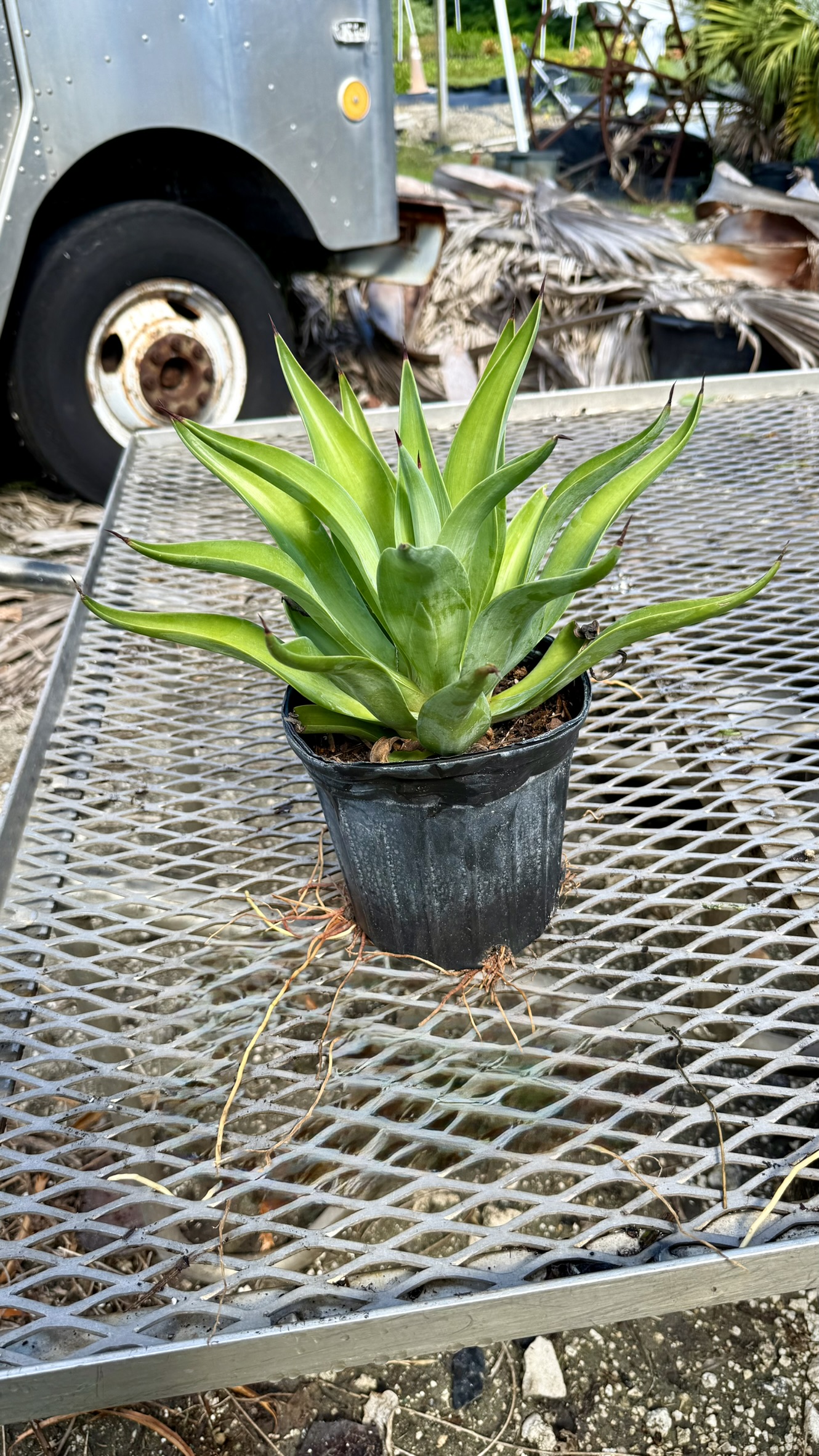 Agave | Zugar Growers Nursery | Fort Lauderdale