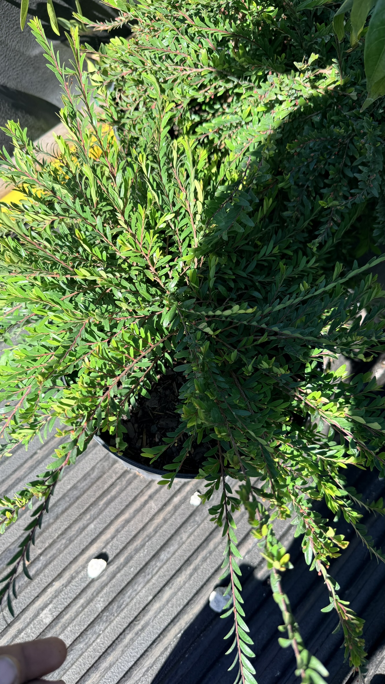 Mause tell | Zugar Growers Nursery | Fort Lauderdale