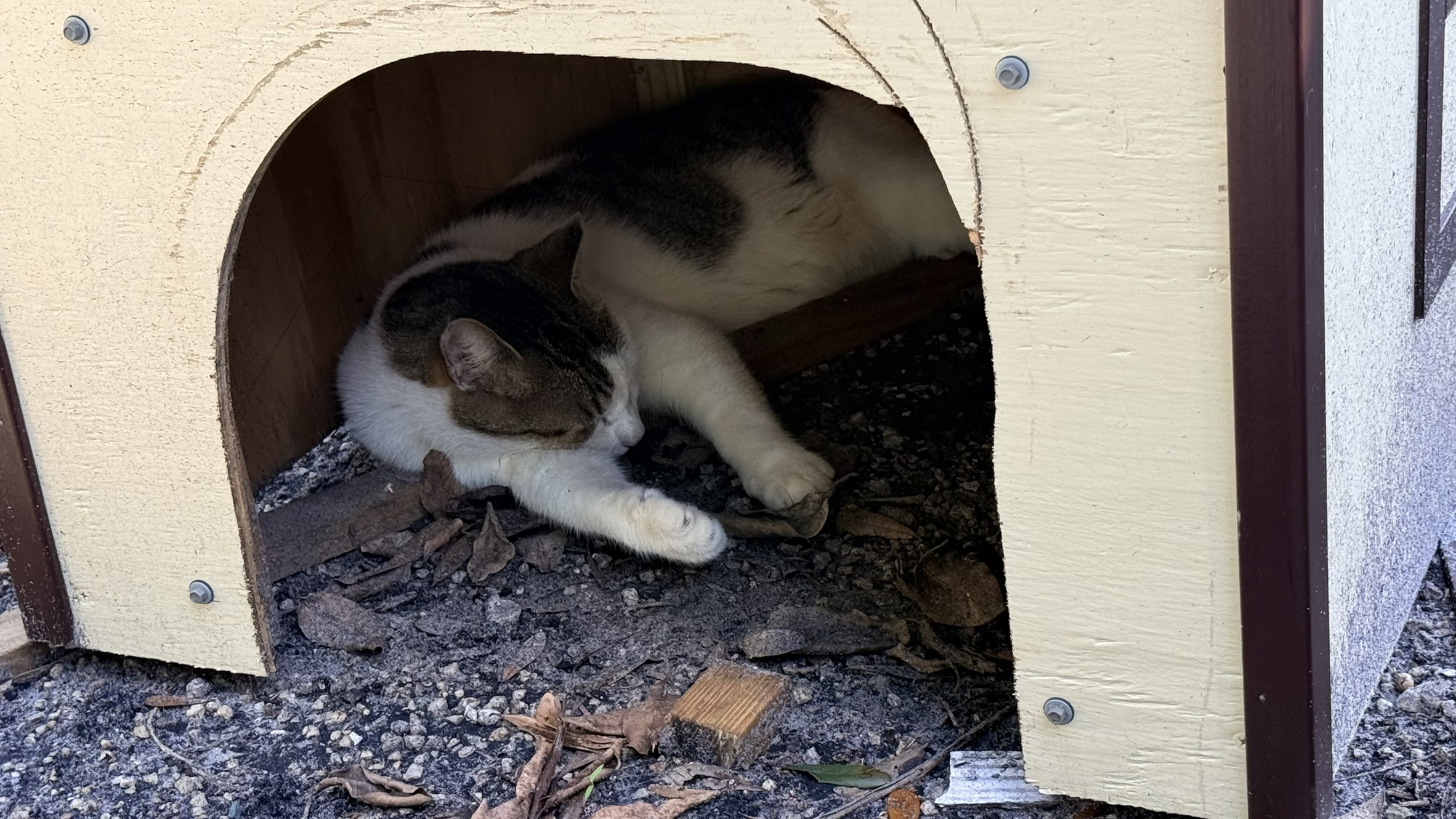 Cat | Zugar Growers Nursery | Fort Lauderdale