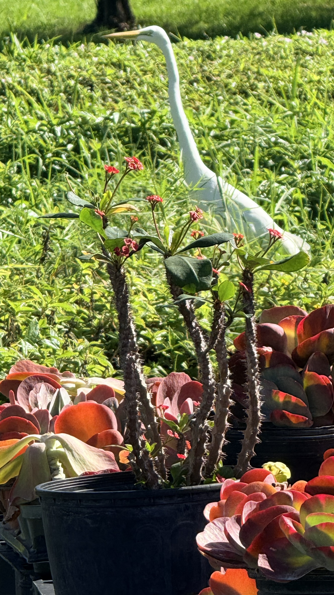 Zugar Growers Nursery | Fort Lauderdale