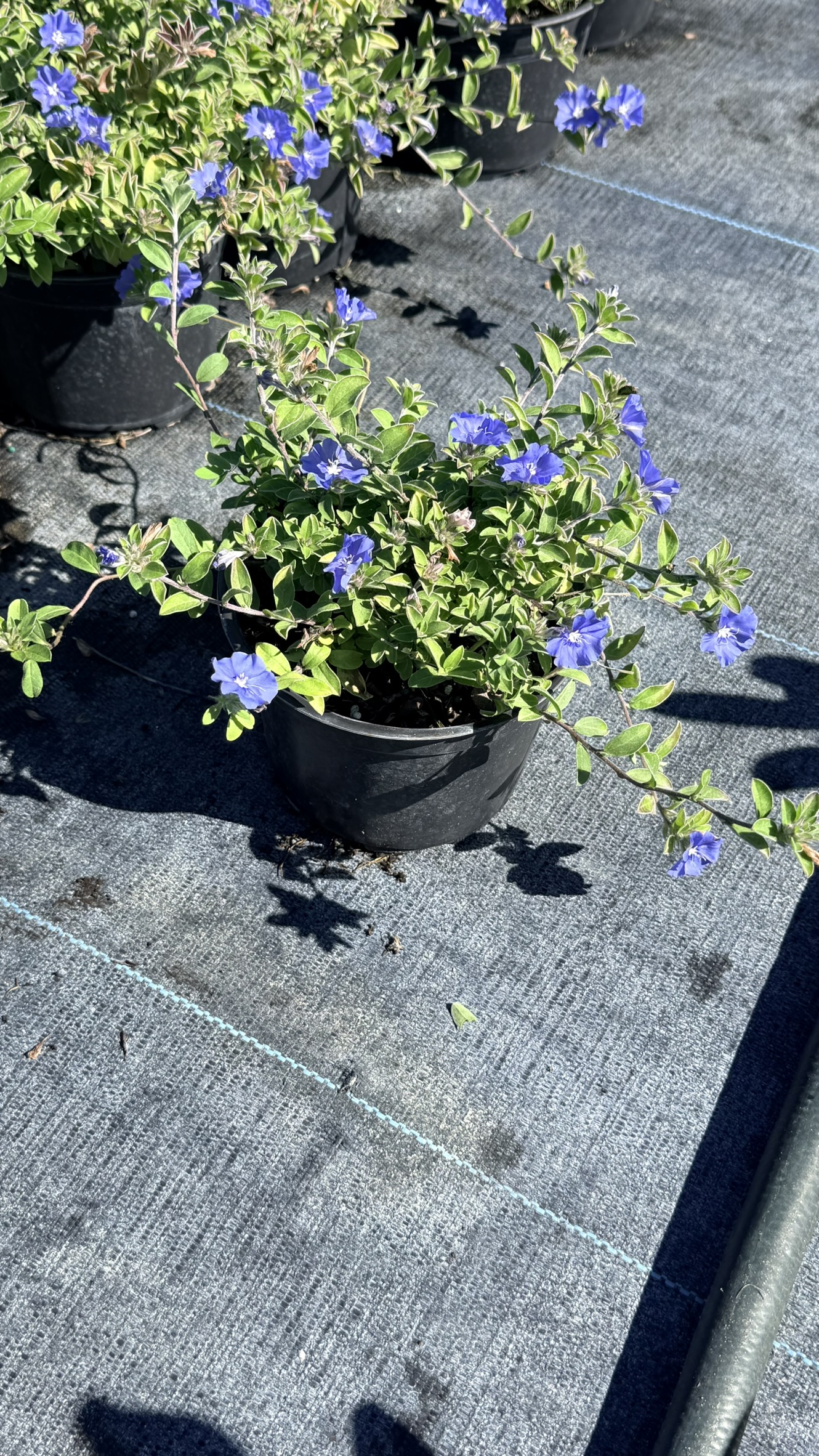 Blue Daze | Zugar Growers Nursery | Fort Lauderdale