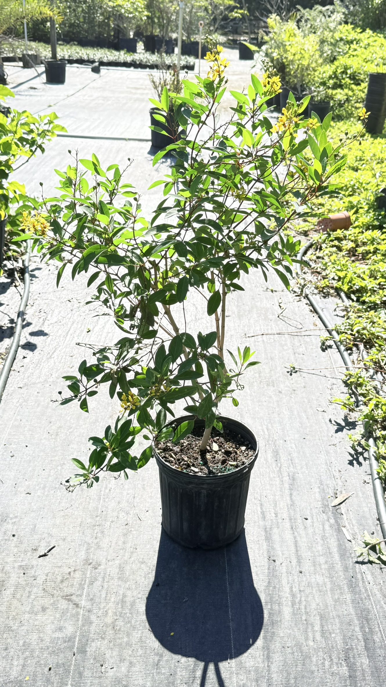 Thryallis | Zugar Growers Nursery | Fort Lauderdale