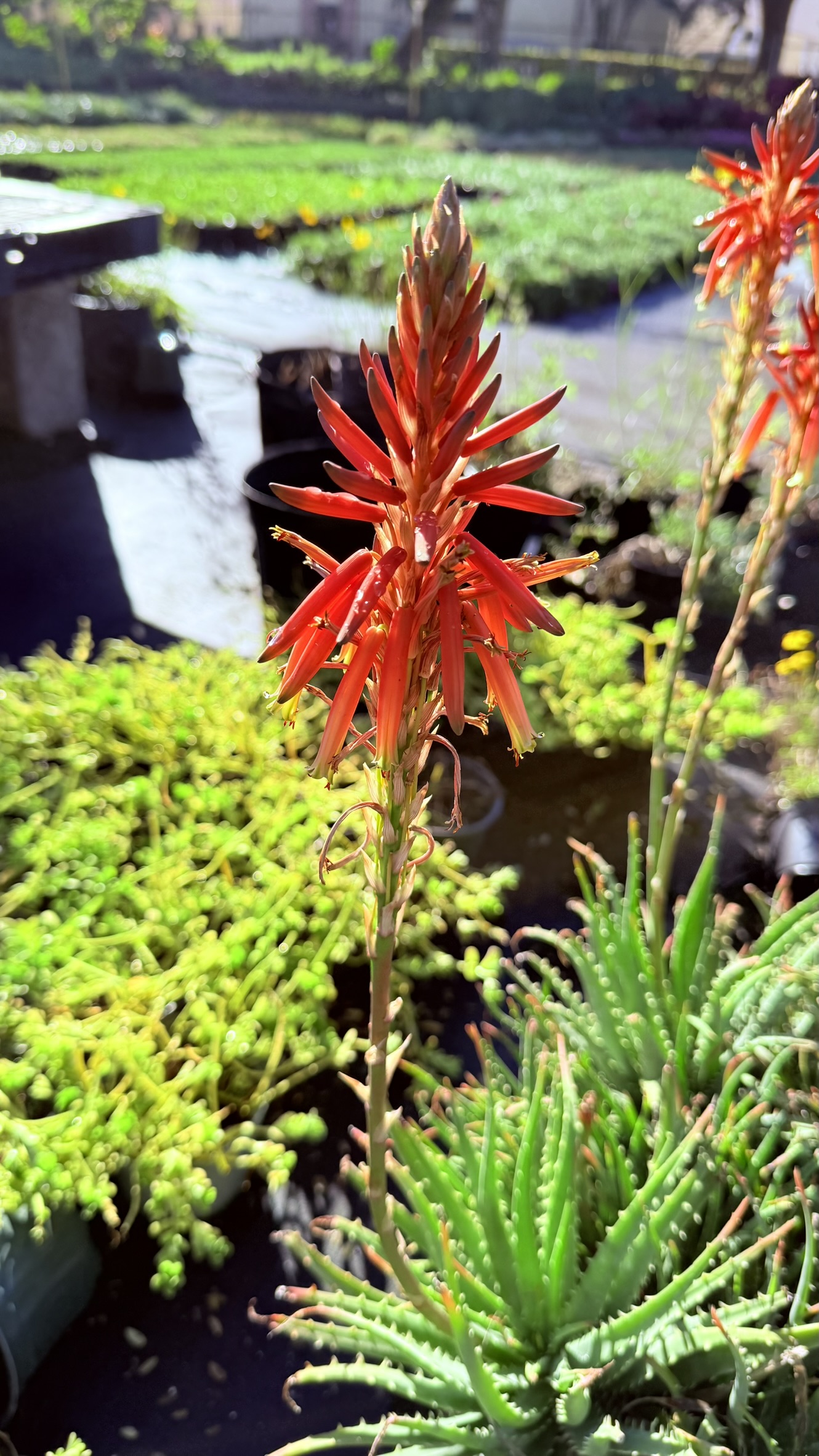 Zugar Growers Nursery | Fort Lauderdale
