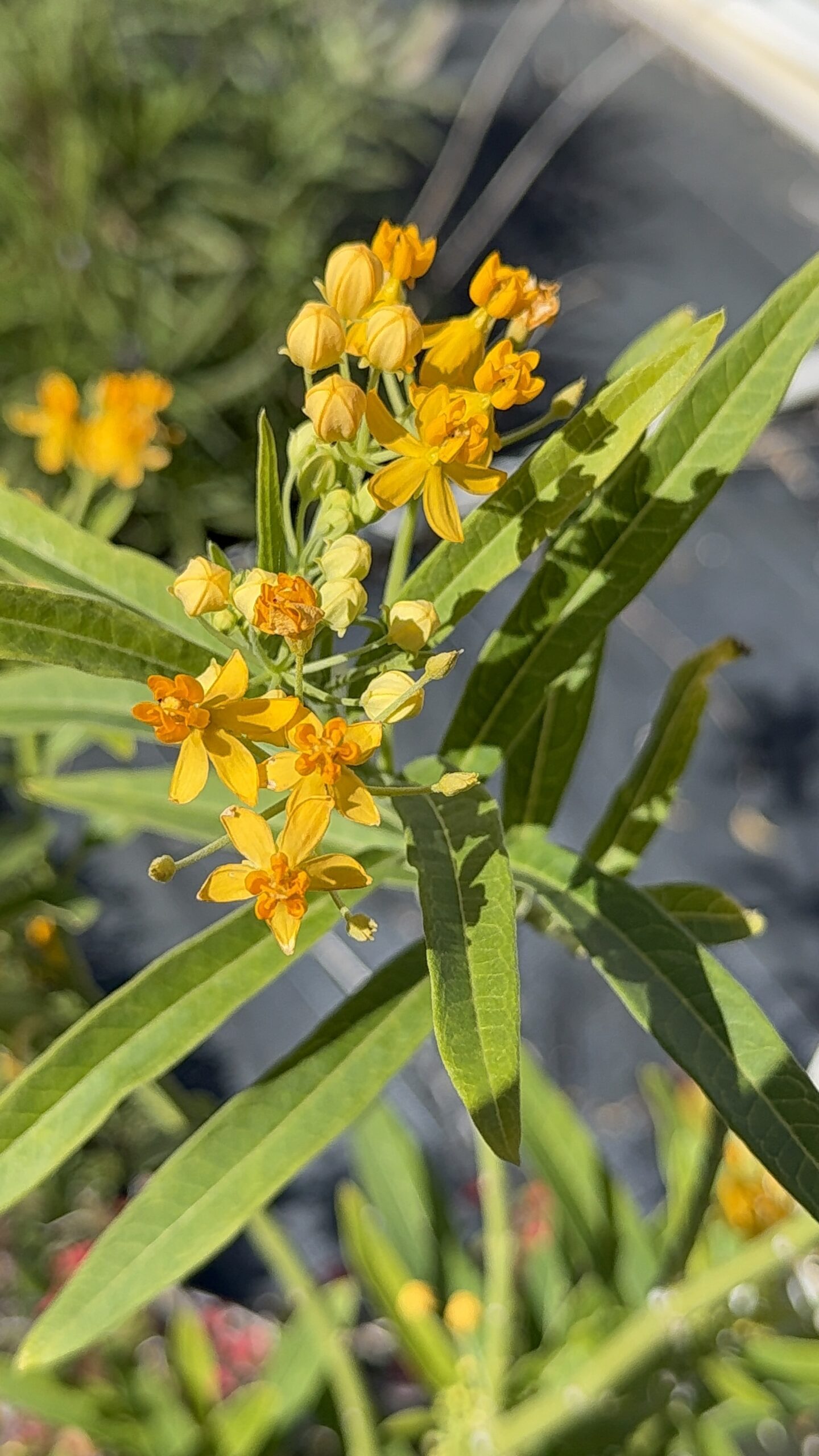Tropical Milkweed | Zugar Growers Nursery | Fort Lauderdale