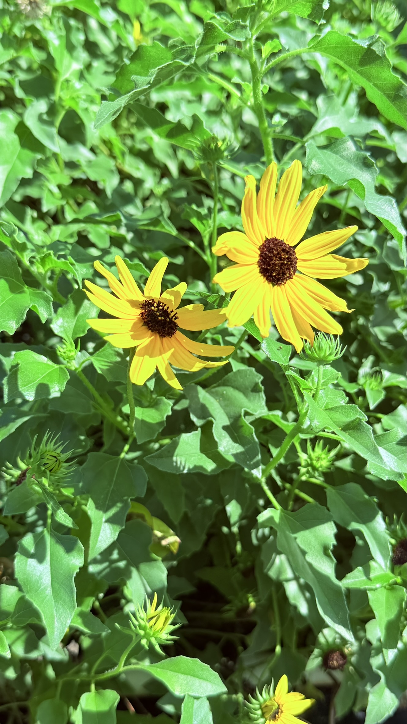 Zugar Growers Nursery | Fort Lauderdale