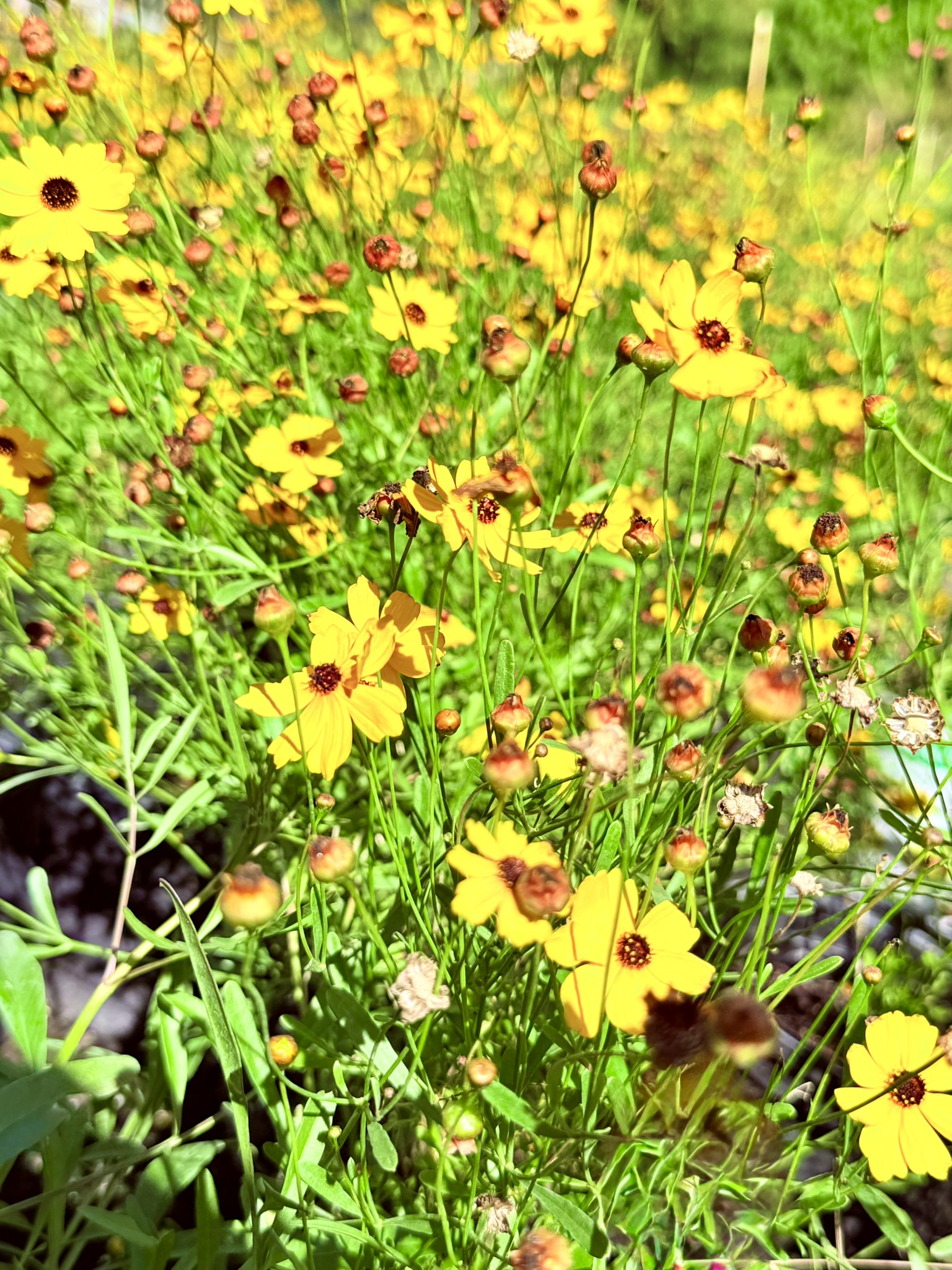 Beautiful Tickseed growing up in Zugar Growers Nursery | Florida Native Plants in Fort Lauderdale