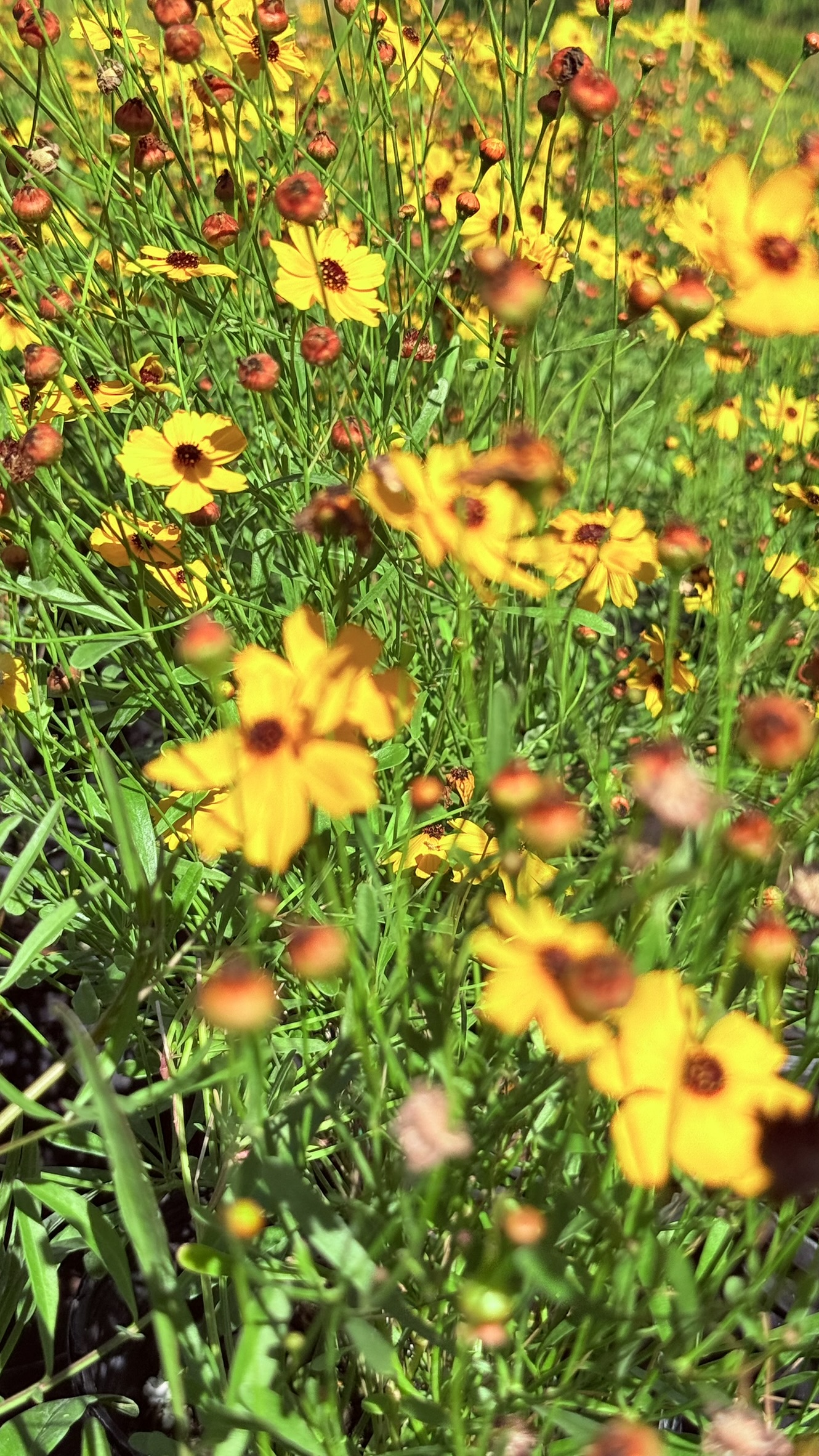 Zugar Growers Nursery | Fort Lauderdale