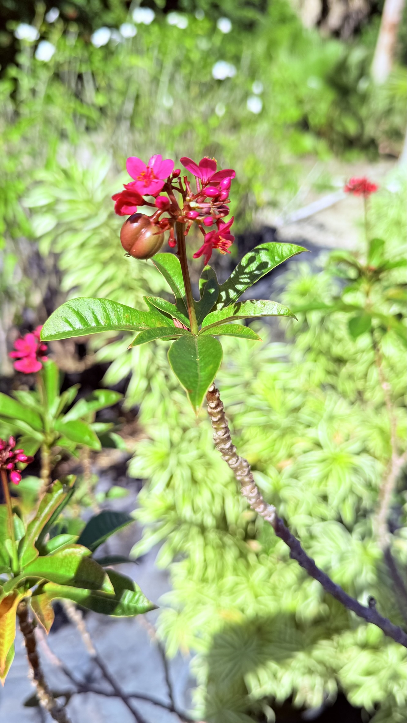 Red Jatropha | Zugar Growers Nursery | Fort Lauderdale