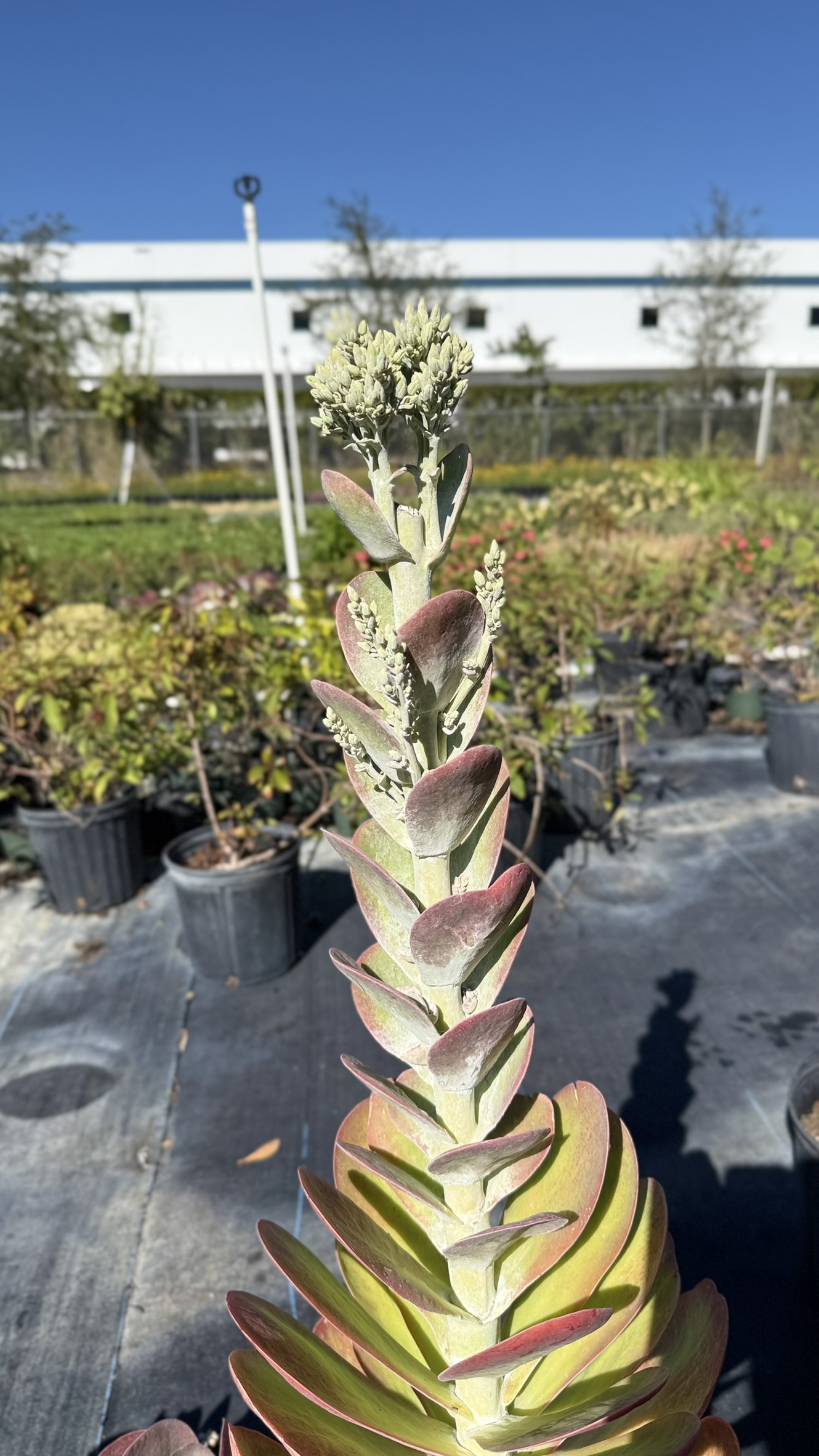 Flapjack | Zugar Growers Nursery | Fort Lauderdale