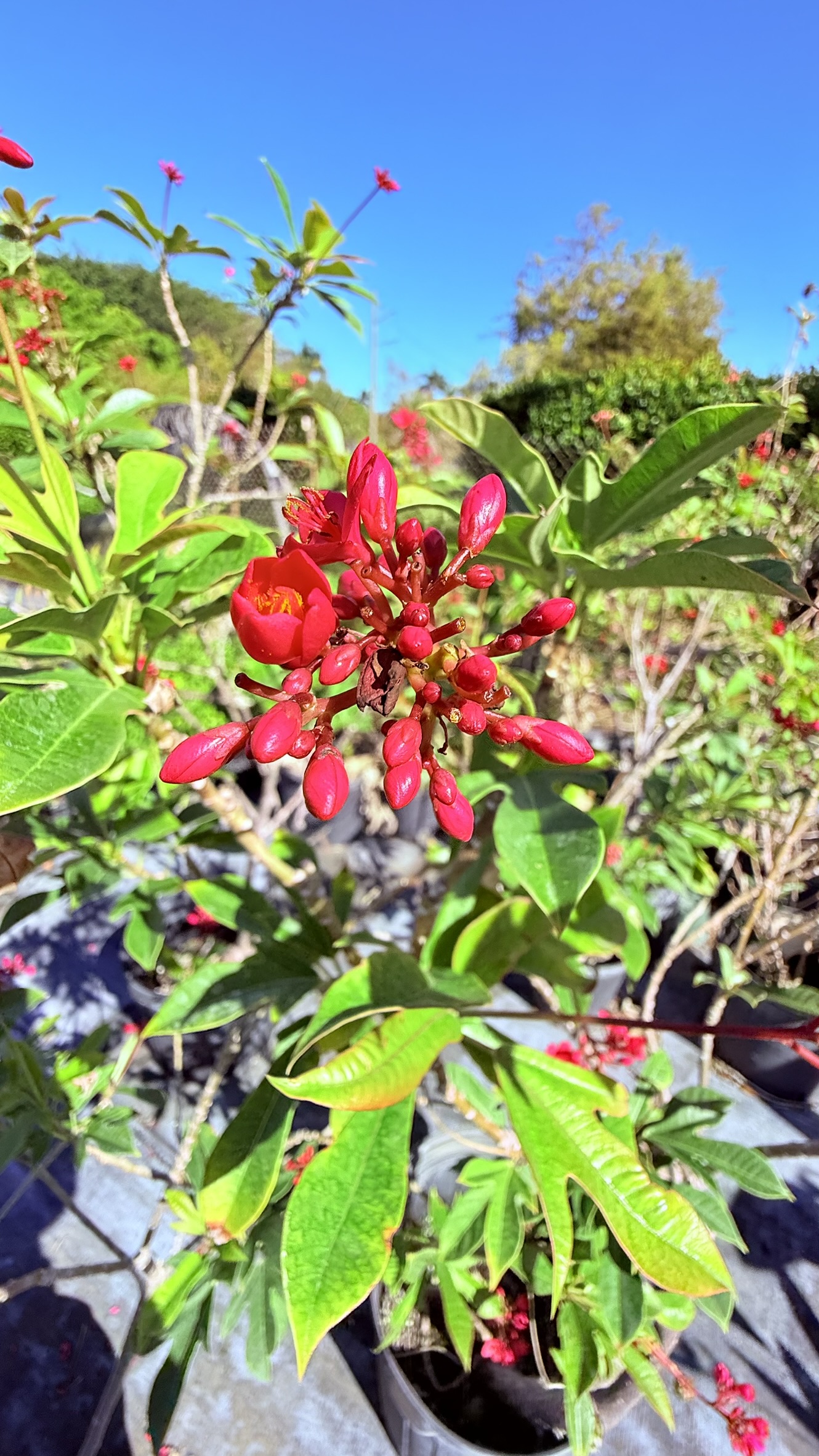 Red Jatropha | Zugar Growers Nursery | Fort Lauderdale