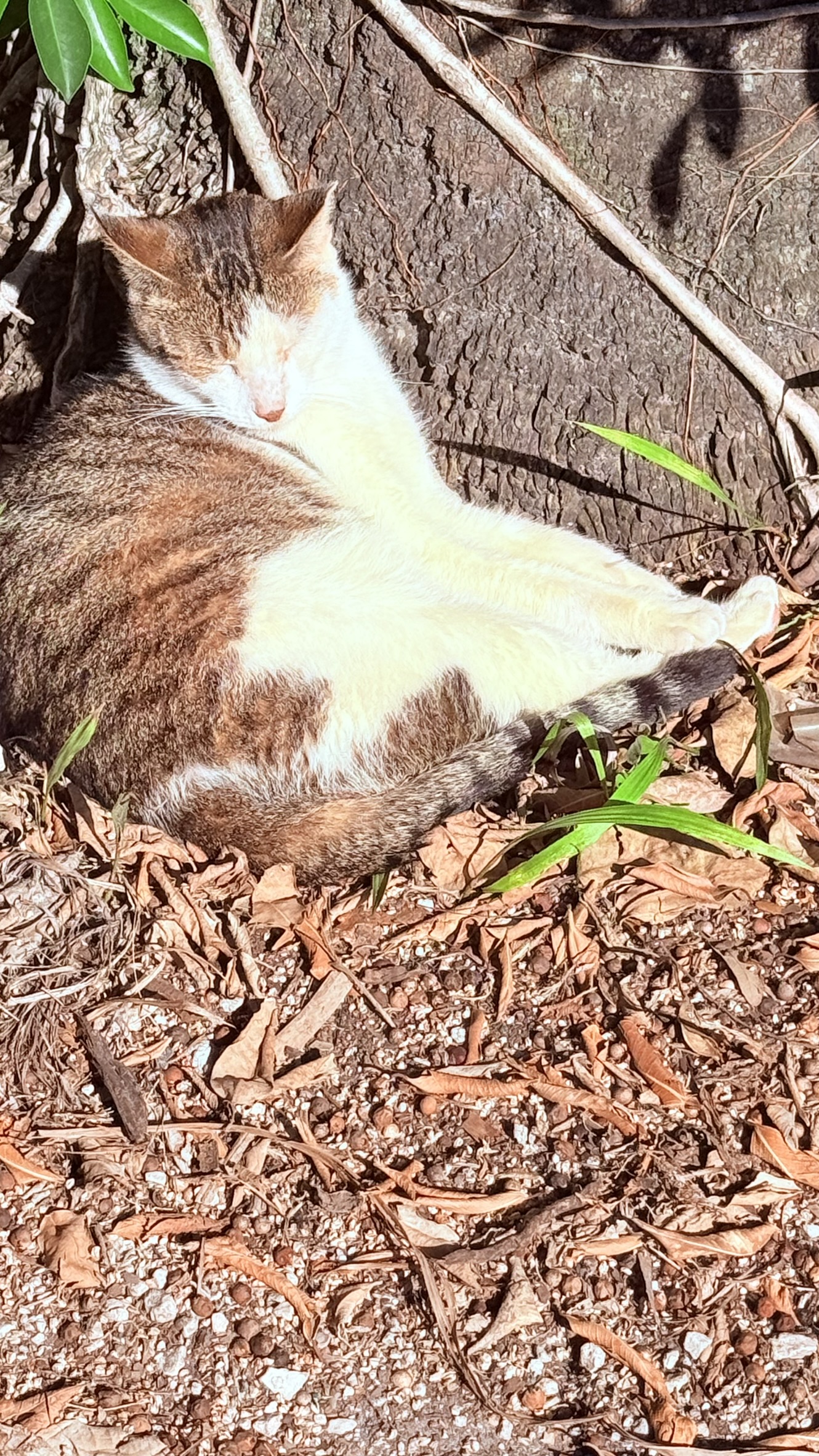 Cat | Zugar Growers Nursery | Fort Lauderdale