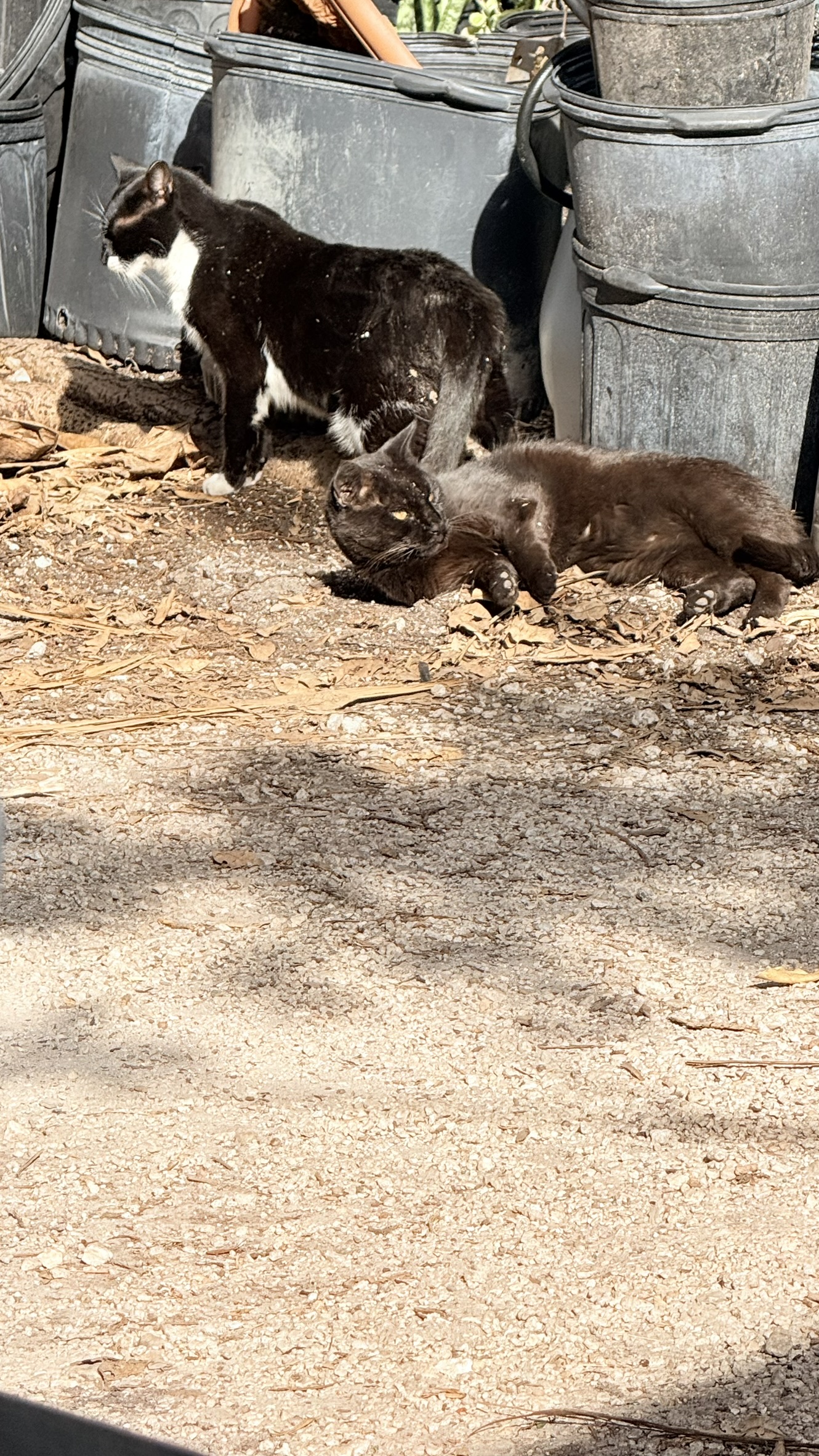 Cats | Zugar Growers Nursery | Fort Lauderdale