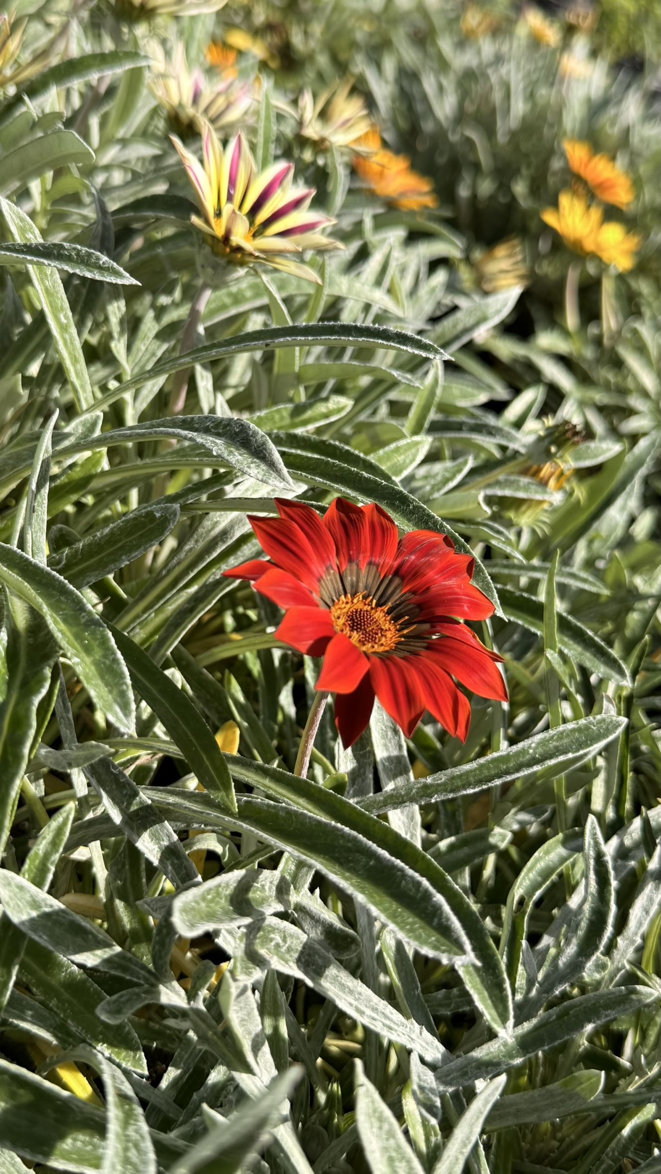 Gazania| Zugar Growers Nursery | Fort Lauderdale