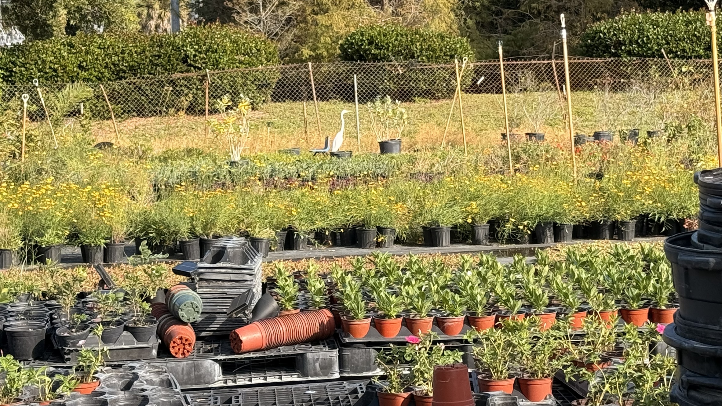 Zugar Growers Nursery | Fort Lauderdale