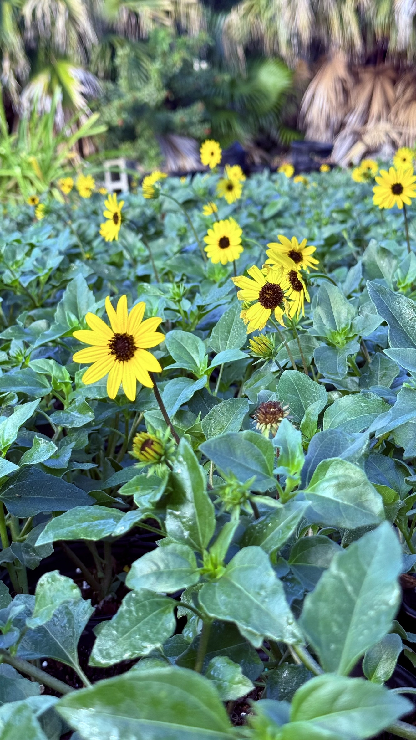 Native Dune Sunflower | Zugar Growers Nursery | Fort Lauderdale