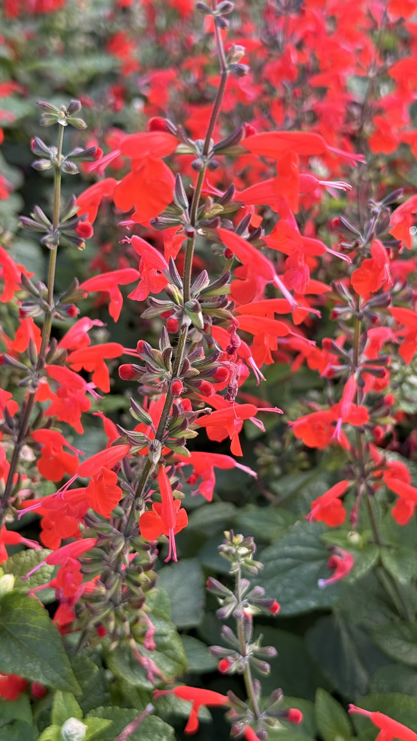 Red Salvia | Zugar Growers Nursery | Fort Lauderdale