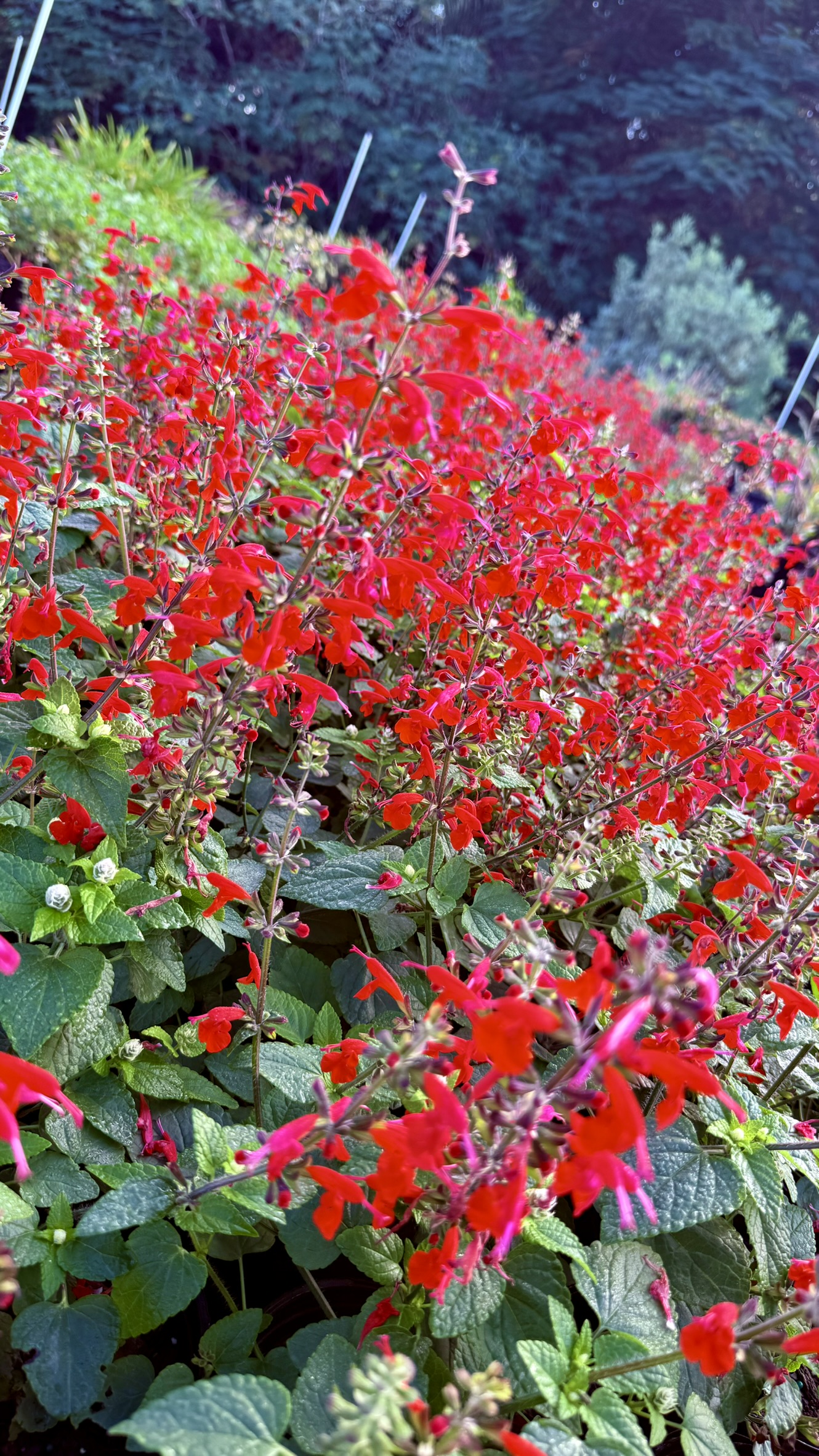 Red Salvia | Zugar Growers Nursery | Fort Lauderdale