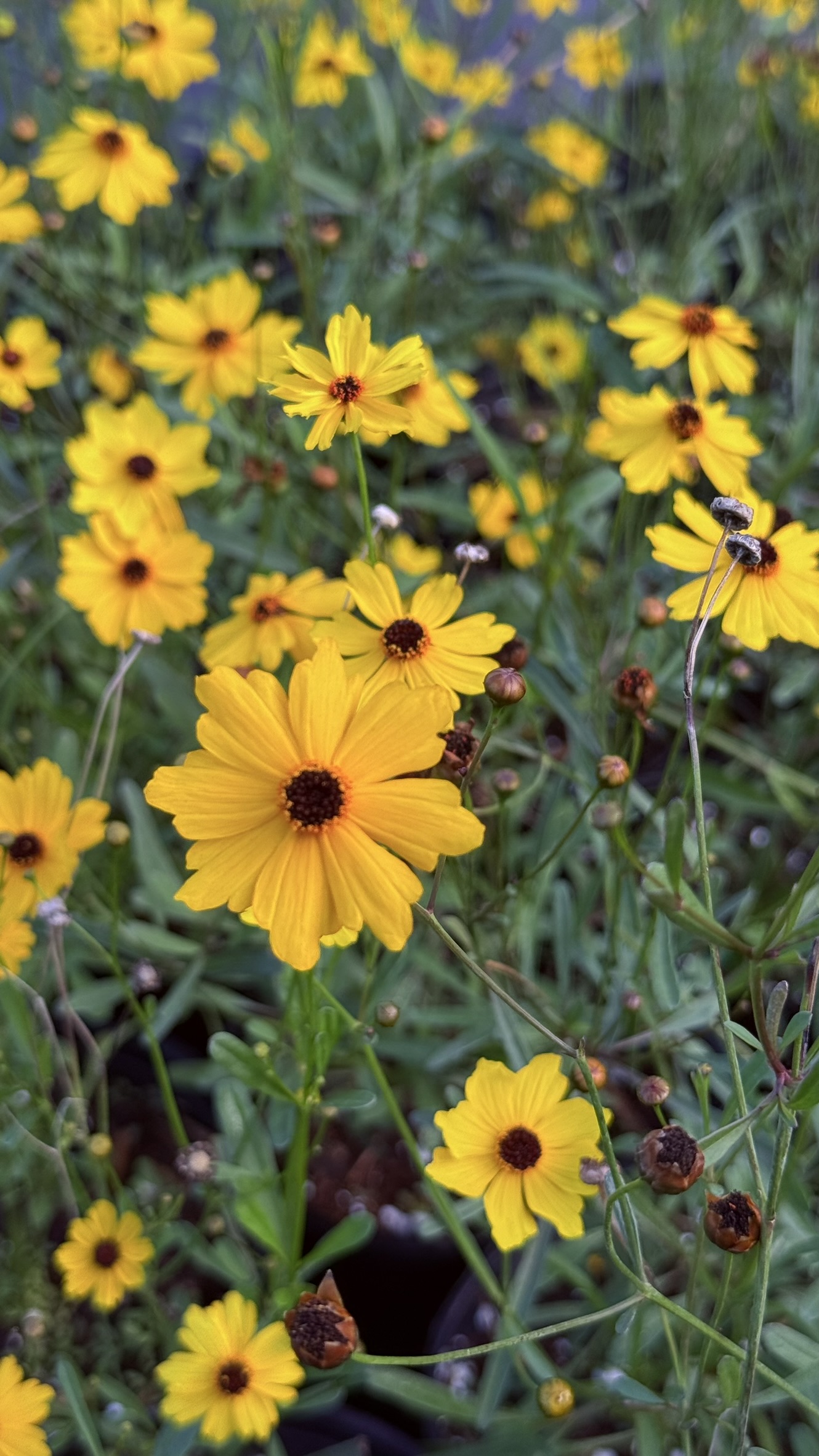 Zugar Growers Nursery | Fort Lauderdale