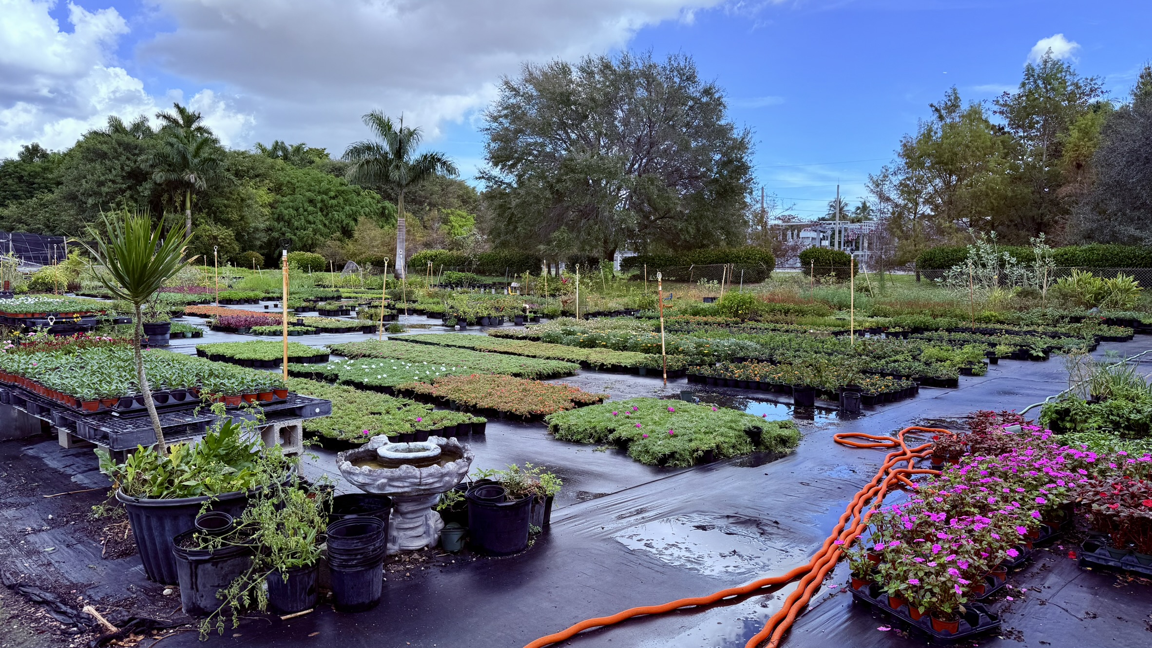 Our Nursery Zugar Growers in Fort Lauderdale