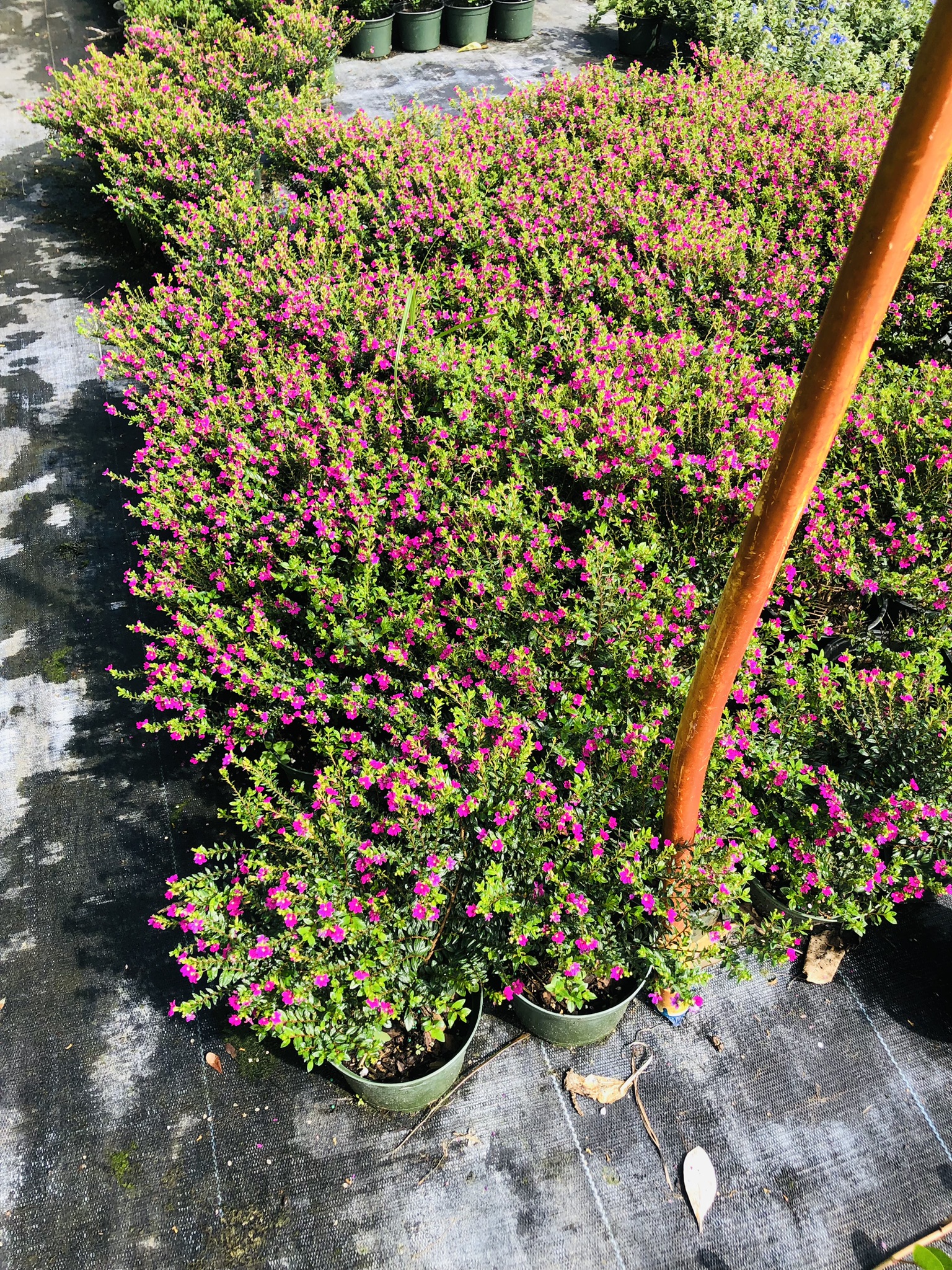 Mexican Heather | Cuphea | Zugar Growers Nursery | Fort Lauderdale