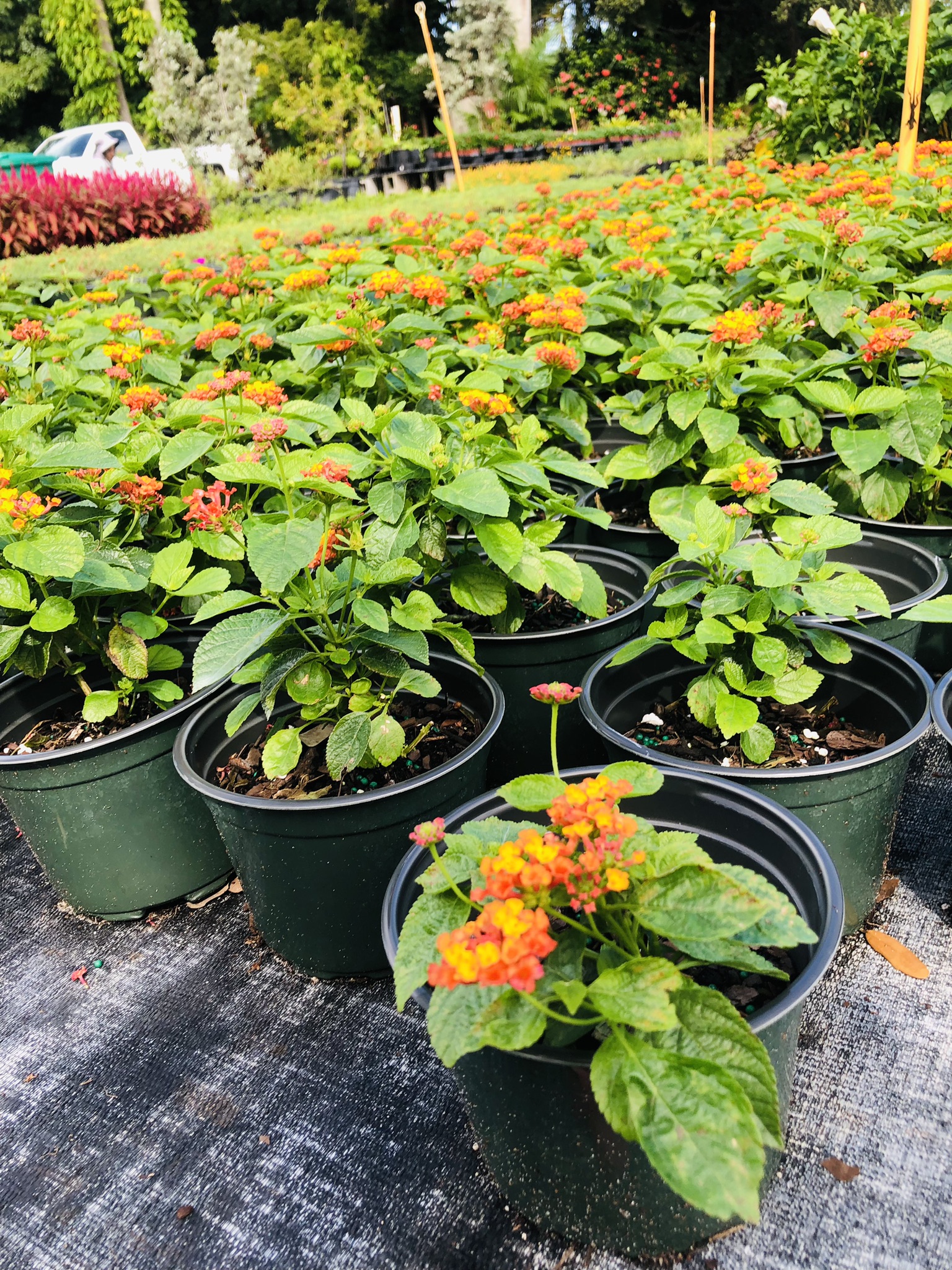 Lantana | Zugar Growers Nursery | Fort Lauderdale