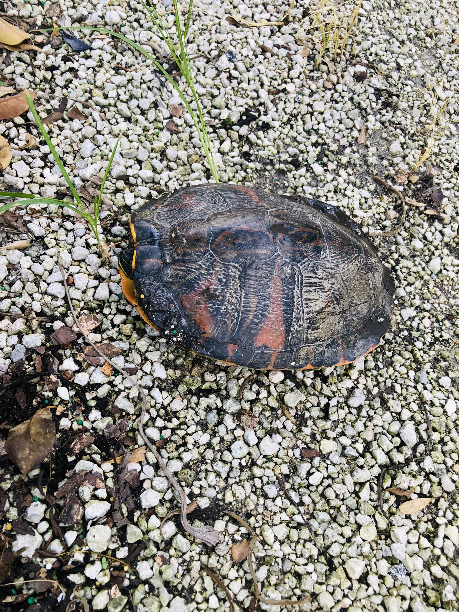 Small Native Turtle | Native Fauna | Fort Lauderedale