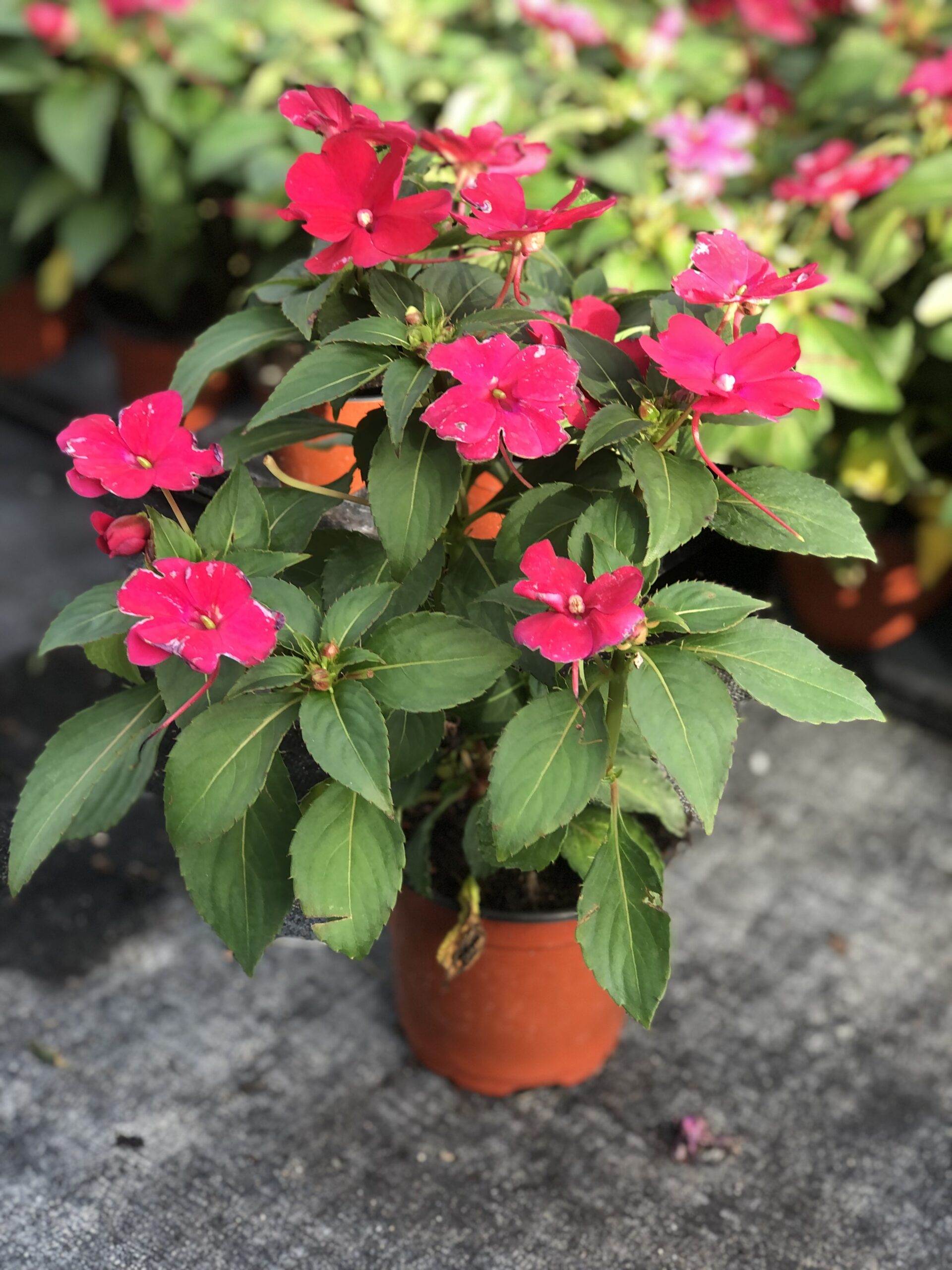 SunPatiens | Zugar Growers Nursery | Fort Lauderdale
