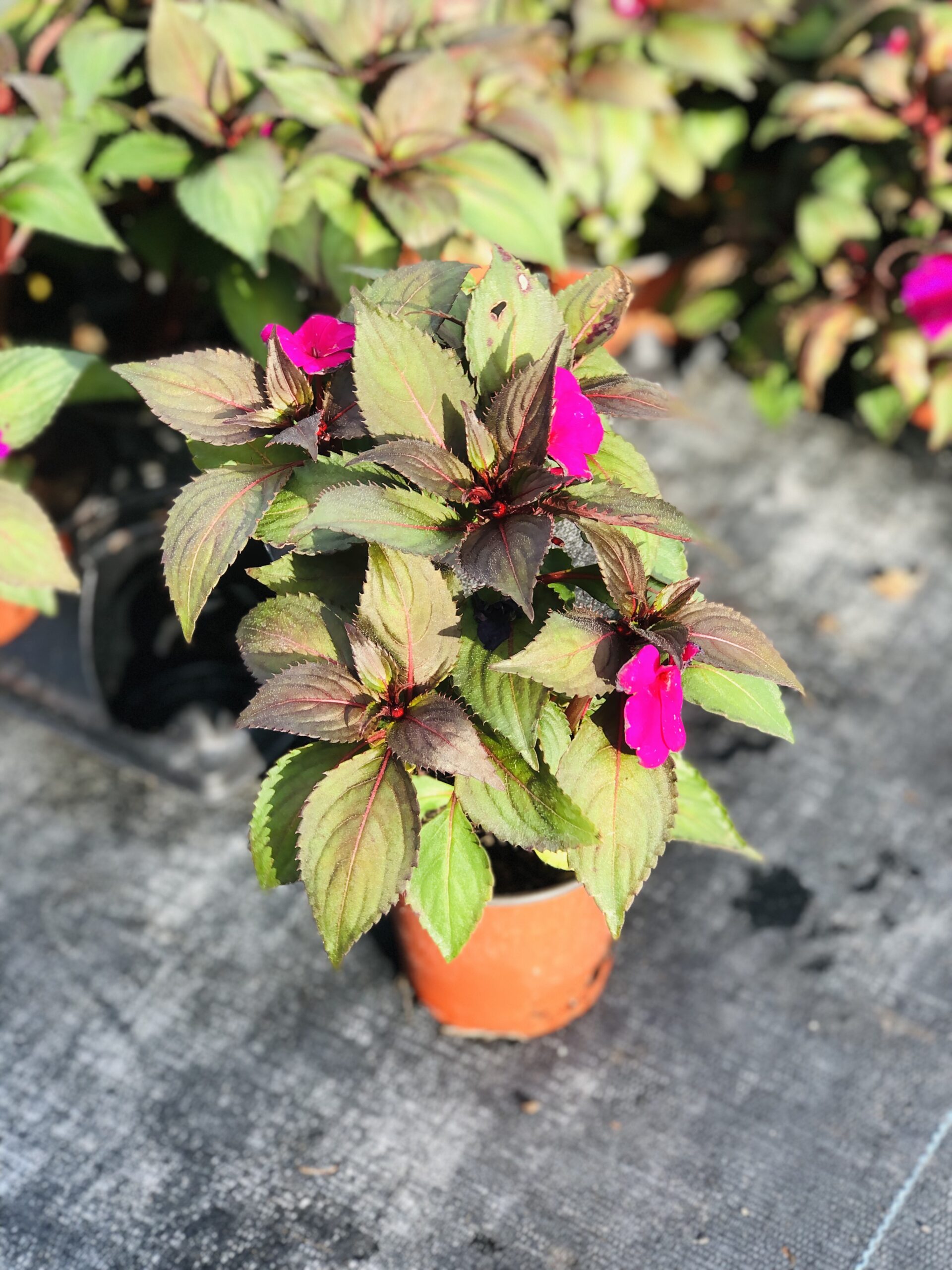 SunPatiens seasonal flower | Naive Florida Plants | Fort Lauderdale