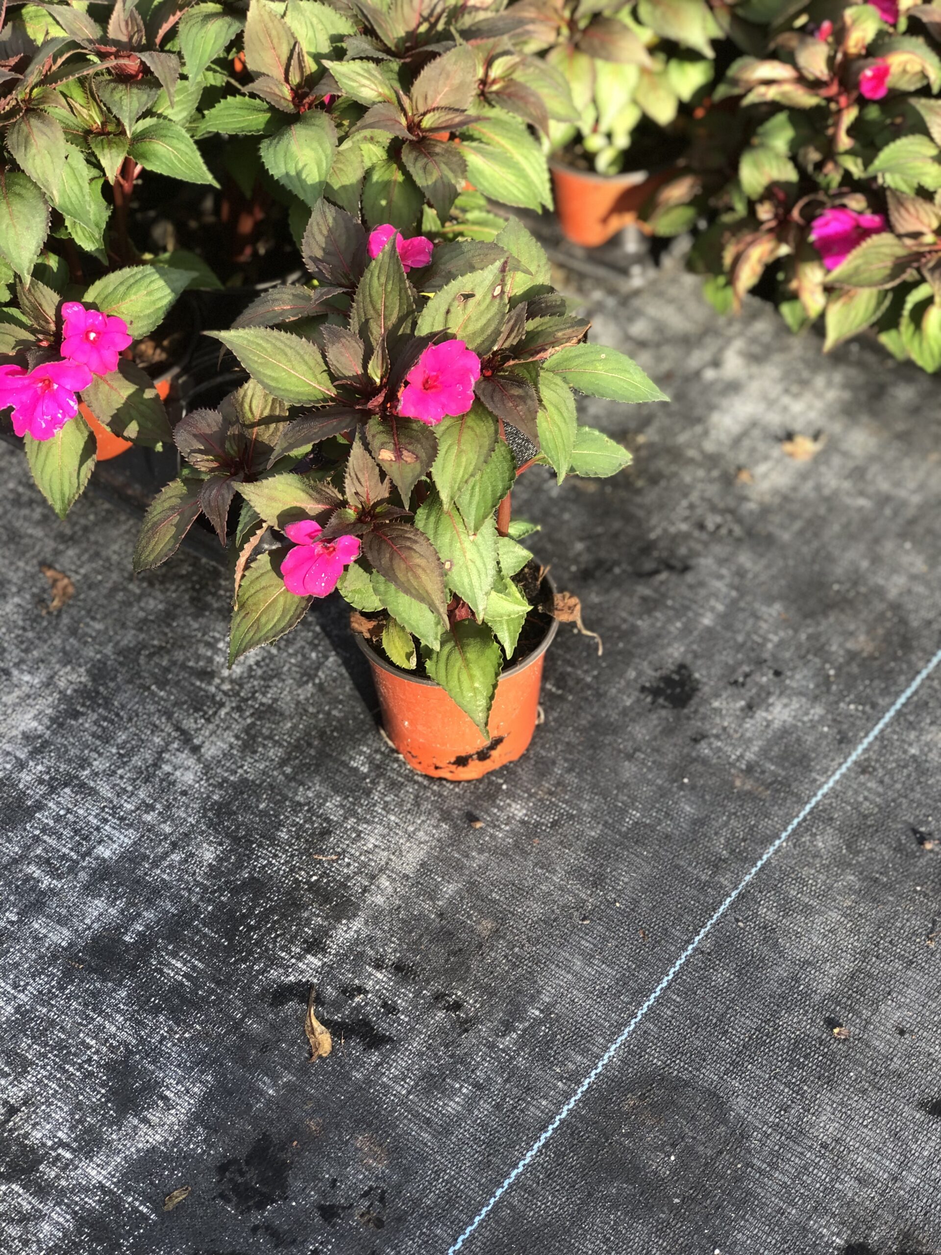 SunPatiens | Zugar Growers Nursery | Fort Lauderdale